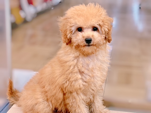 福島県のトイプードル(トイ) (ペッツワン郡山富田店/2025年7月31日生まれ/女の子/レッド)の子犬