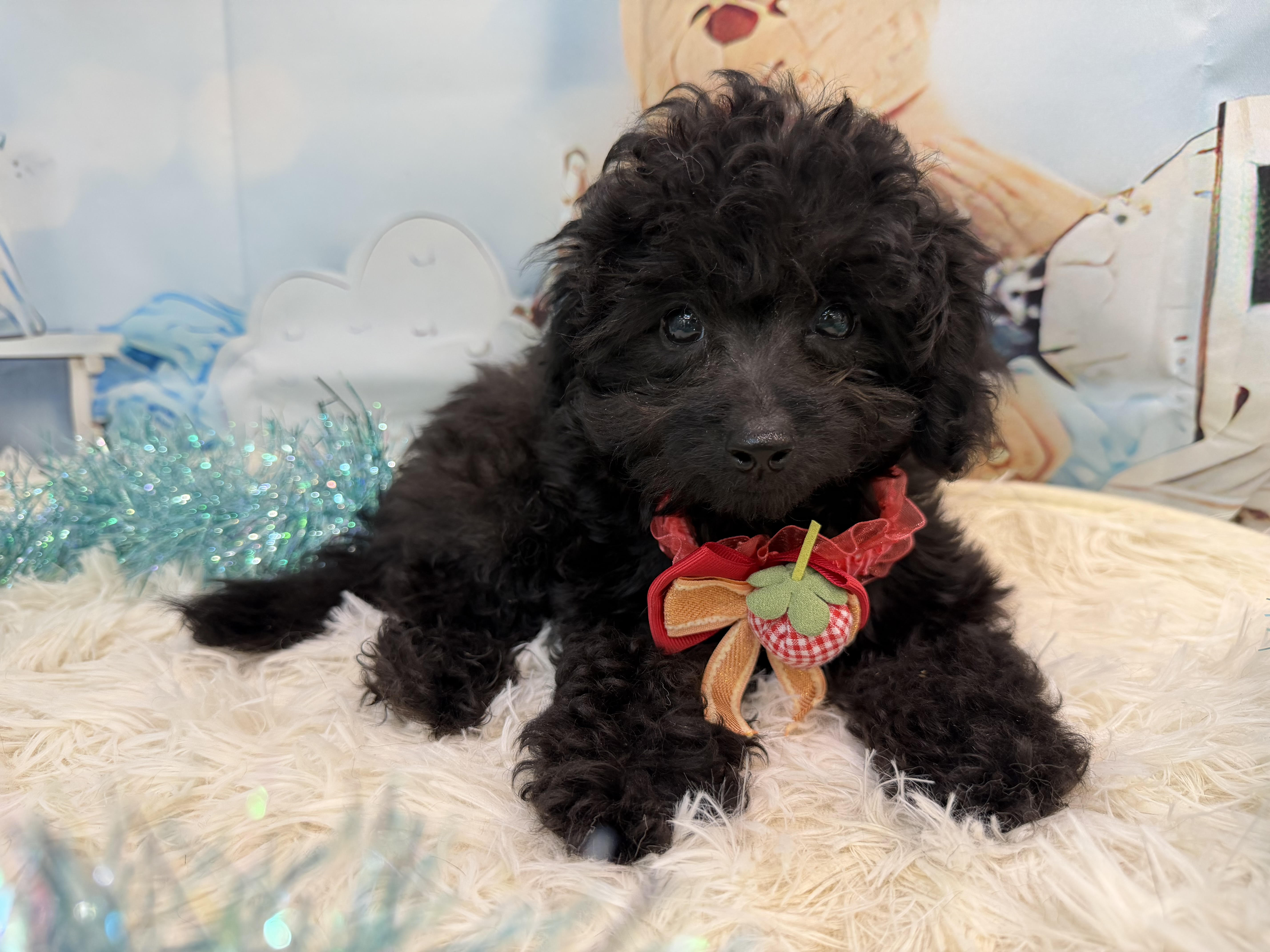 静岡県のハーフ犬・ミックス犬 (ペッツワン清水店/2025年8月10日生まれ/男の子/ブラック)の子犬の1枚目の画像