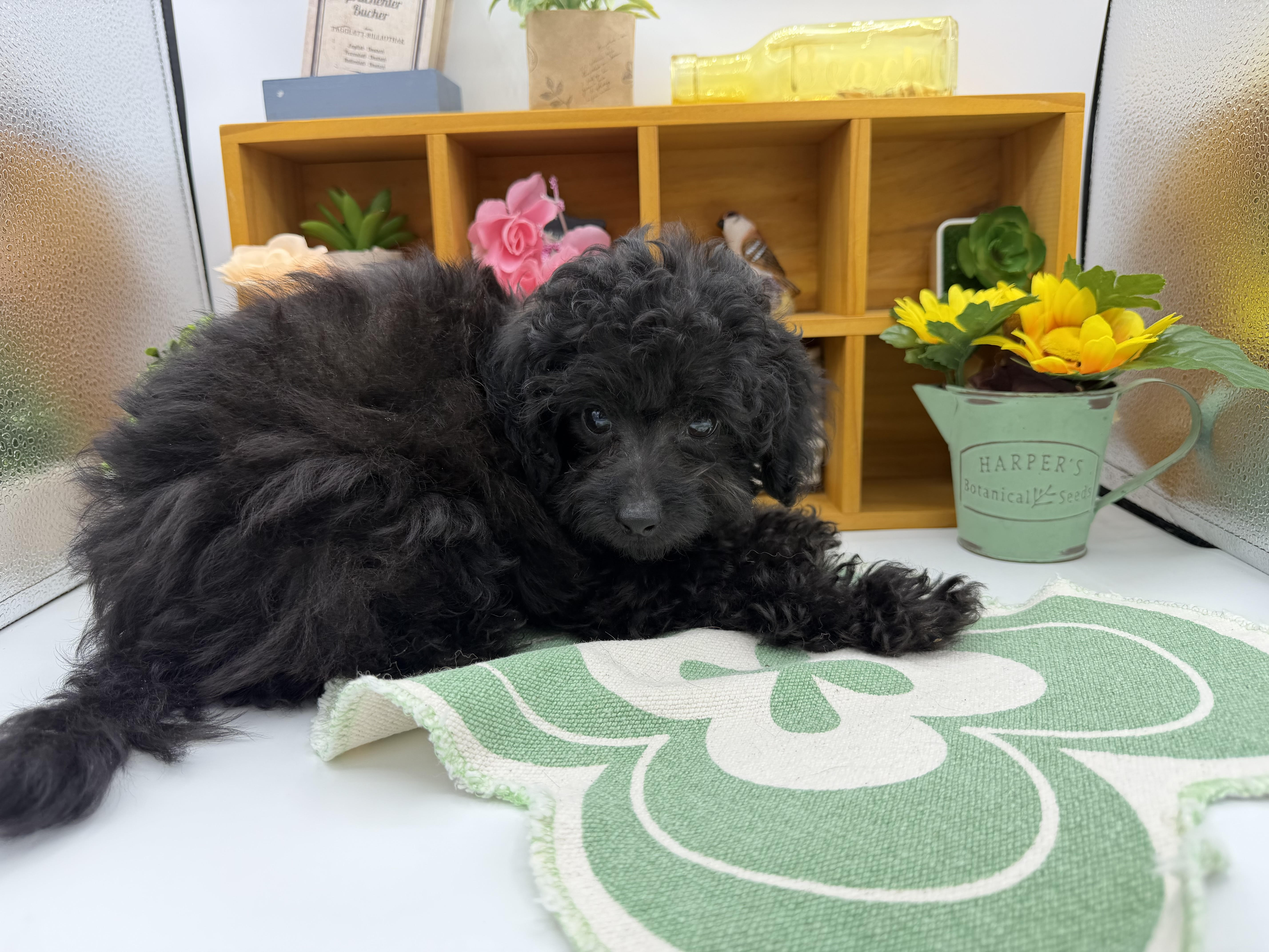 静岡県のハーフ犬・ミックス犬 (ペッツワン清水店/2025年8月10日生まれ/男の子/ブラック)の子犬の2枚目の画像