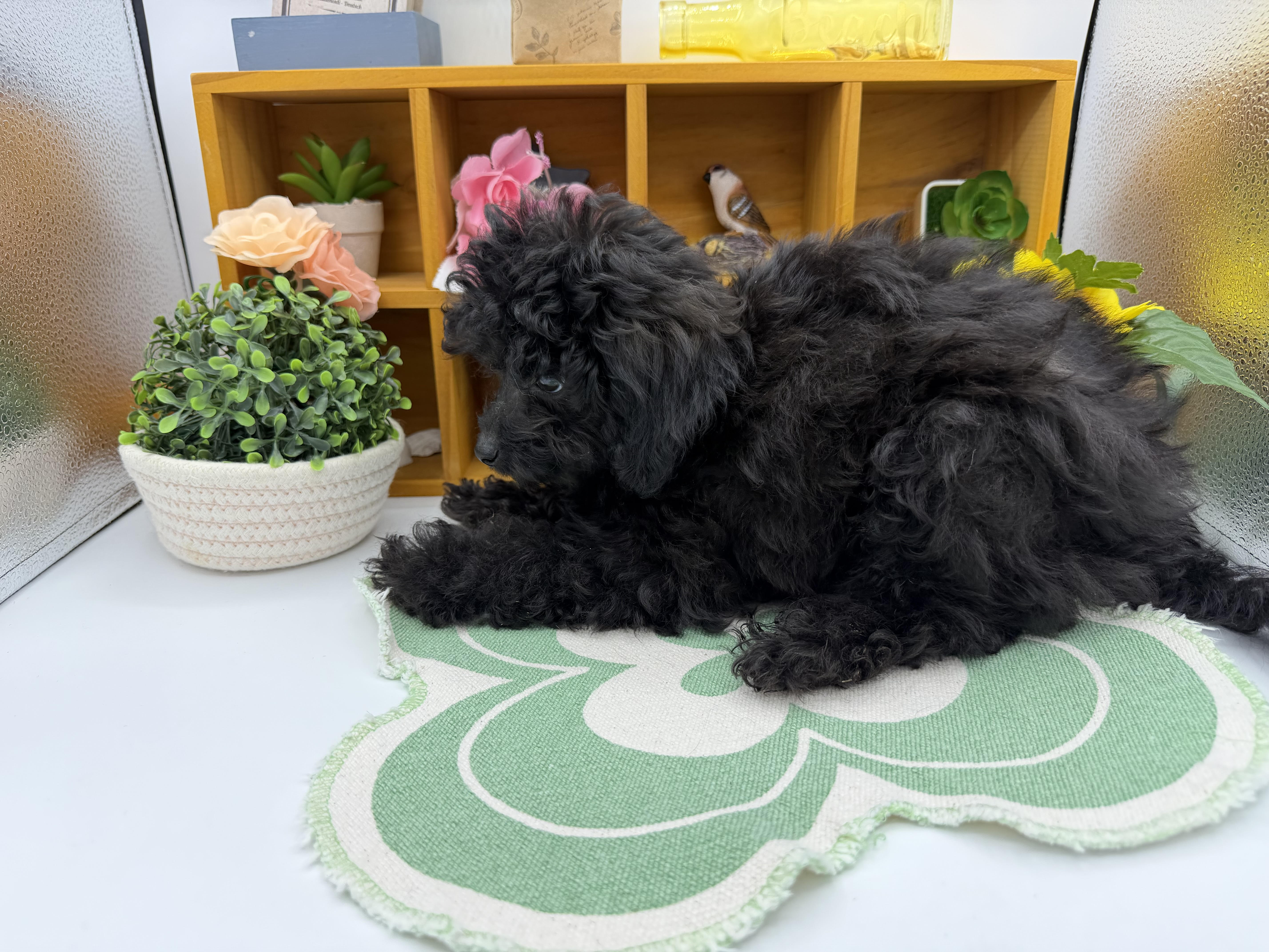 静岡県のハーフ犬・ミックス犬 (ペッツワン清水店/2025年8月10日生まれ/男の子/ブラック)の子犬の3枚目の画像