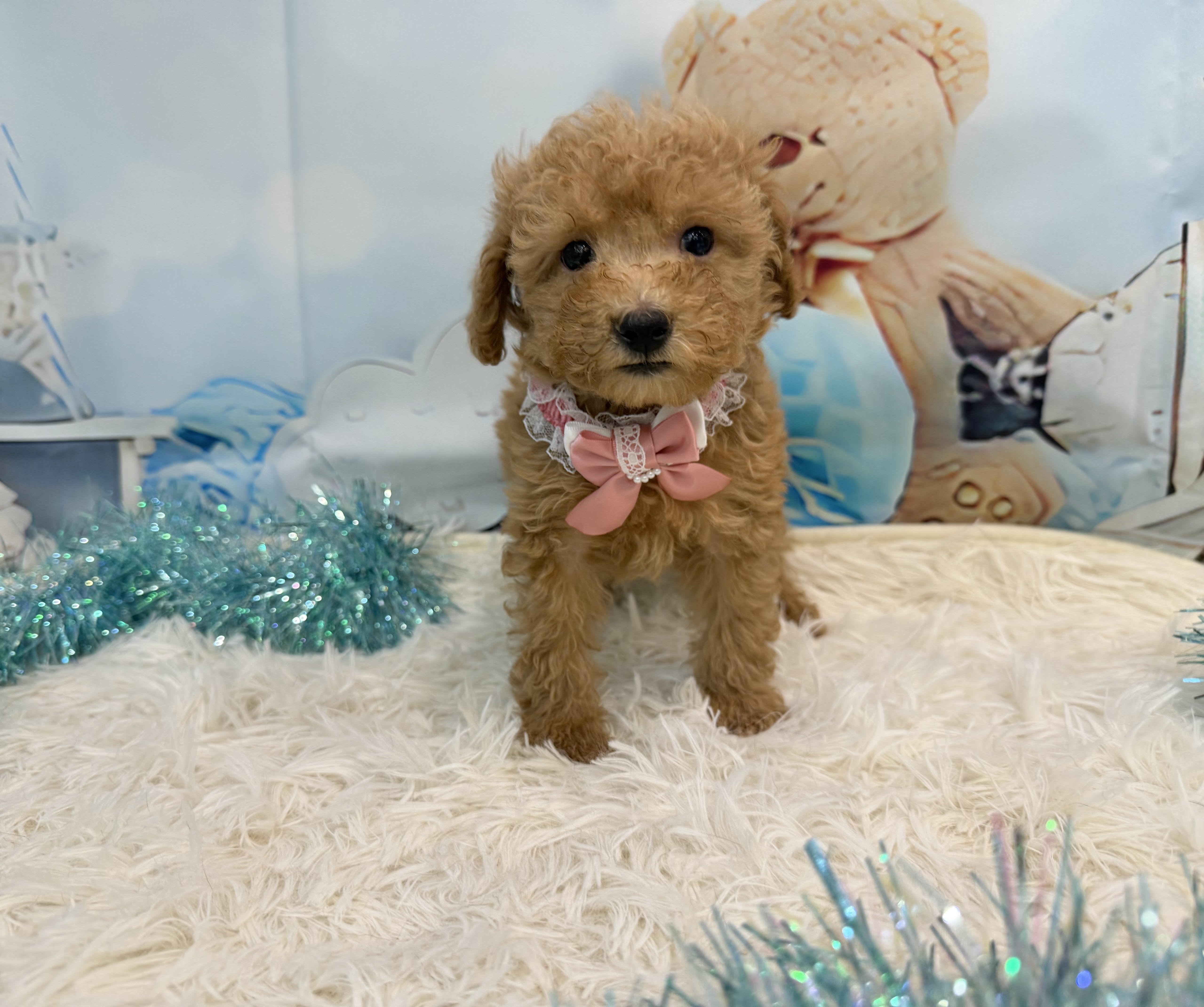 静岡県のトイプードル(トイ) (ペッツワン清水店/2025年8月31日生まれ/女の子/レッド)の子犬の1枚目の画像