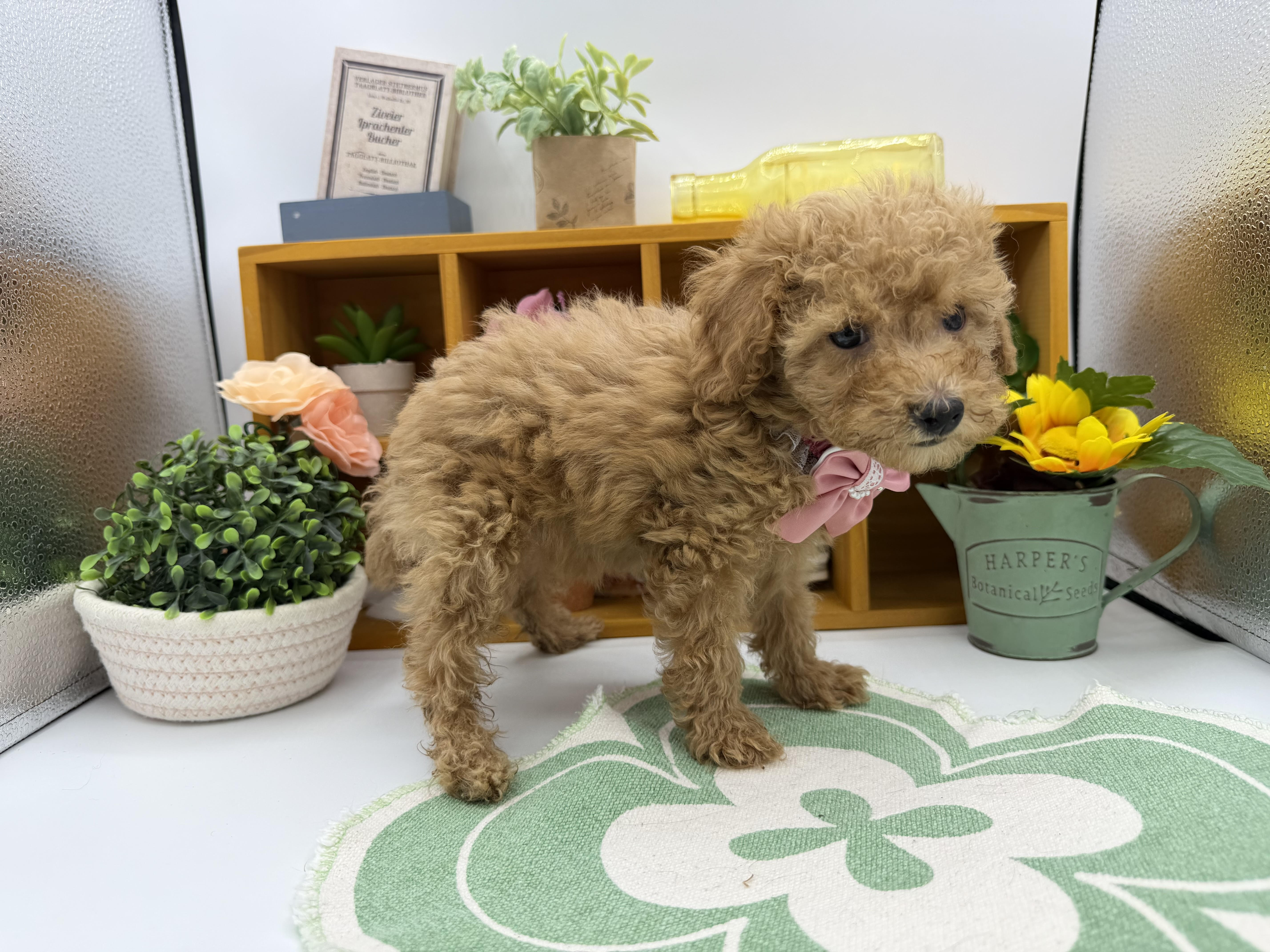 静岡県のトイプードル(トイ) (ペッツワン清水店/2025年8月31日生まれ/女の子/レッド)の子犬の2枚目の画像
