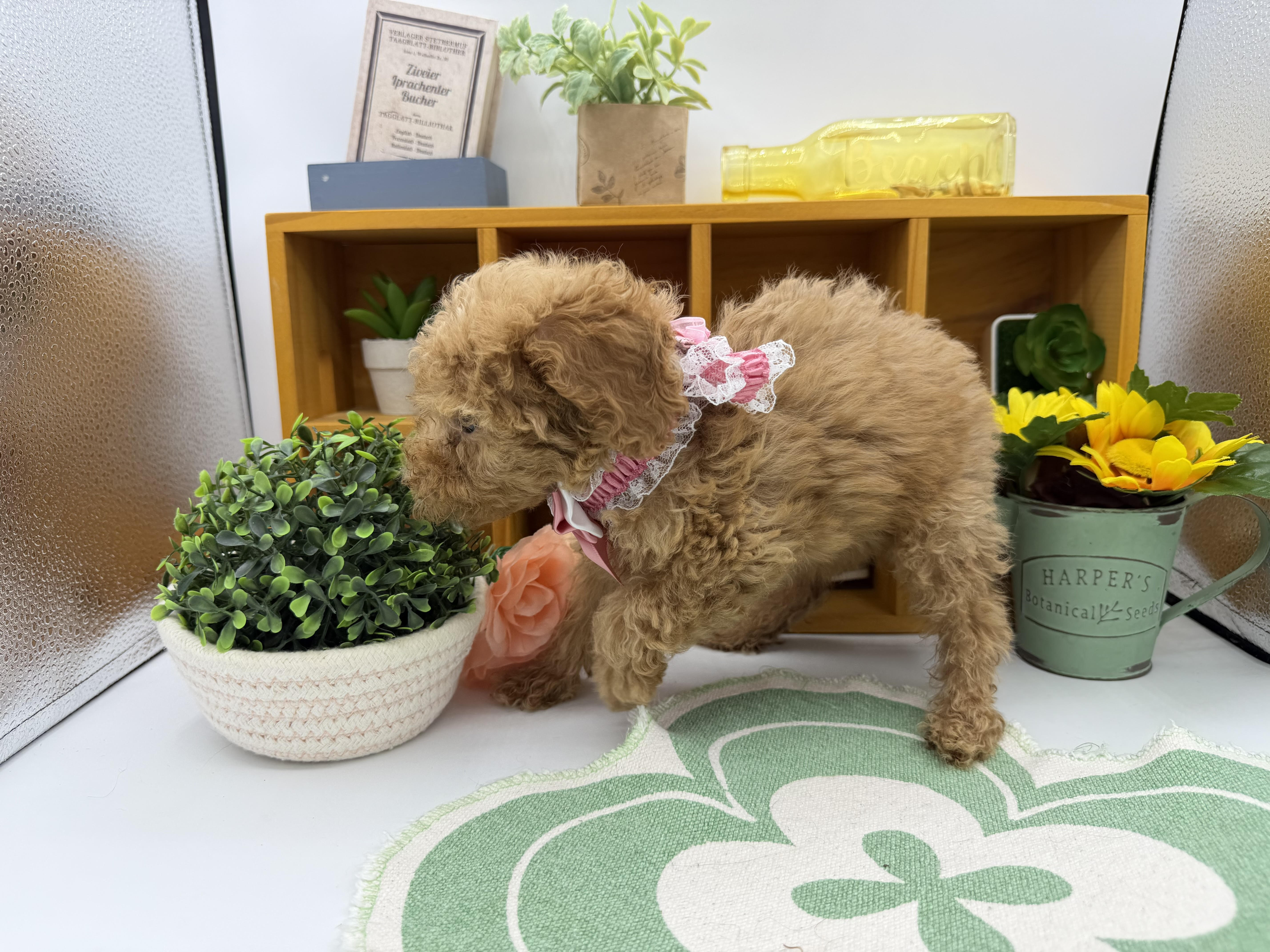 静岡県のトイプードル(トイ) (ペッツワン清水店/2025年8月31日生まれ/女の子/レッド)の子犬の3枚目の画像