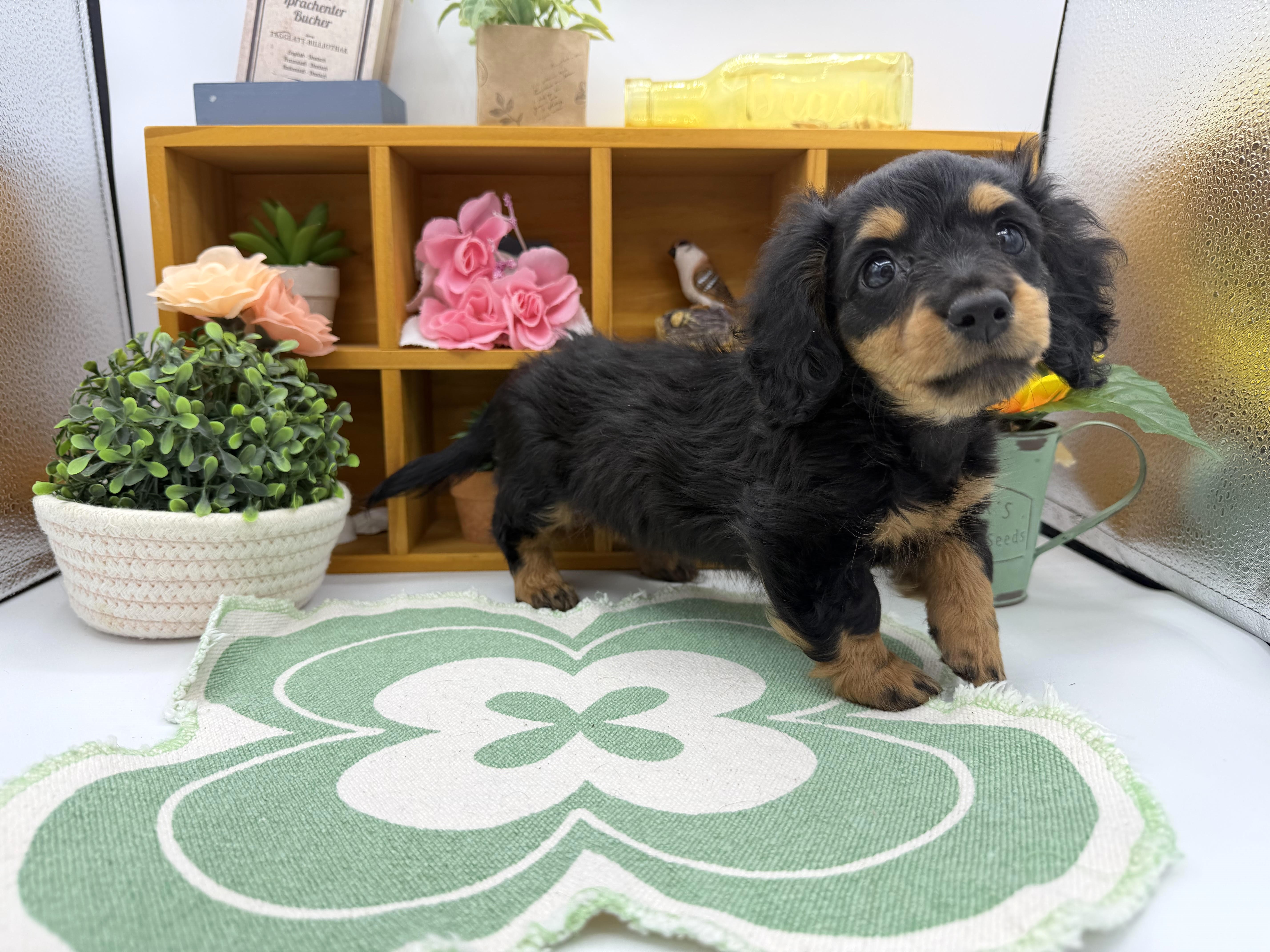 静岡県のミニチュアダックスフンド(ロング) (ペッツワン清水店/2025年9月5日生まれ/女の子/ブラックタン)の子犬の2枚目の画像