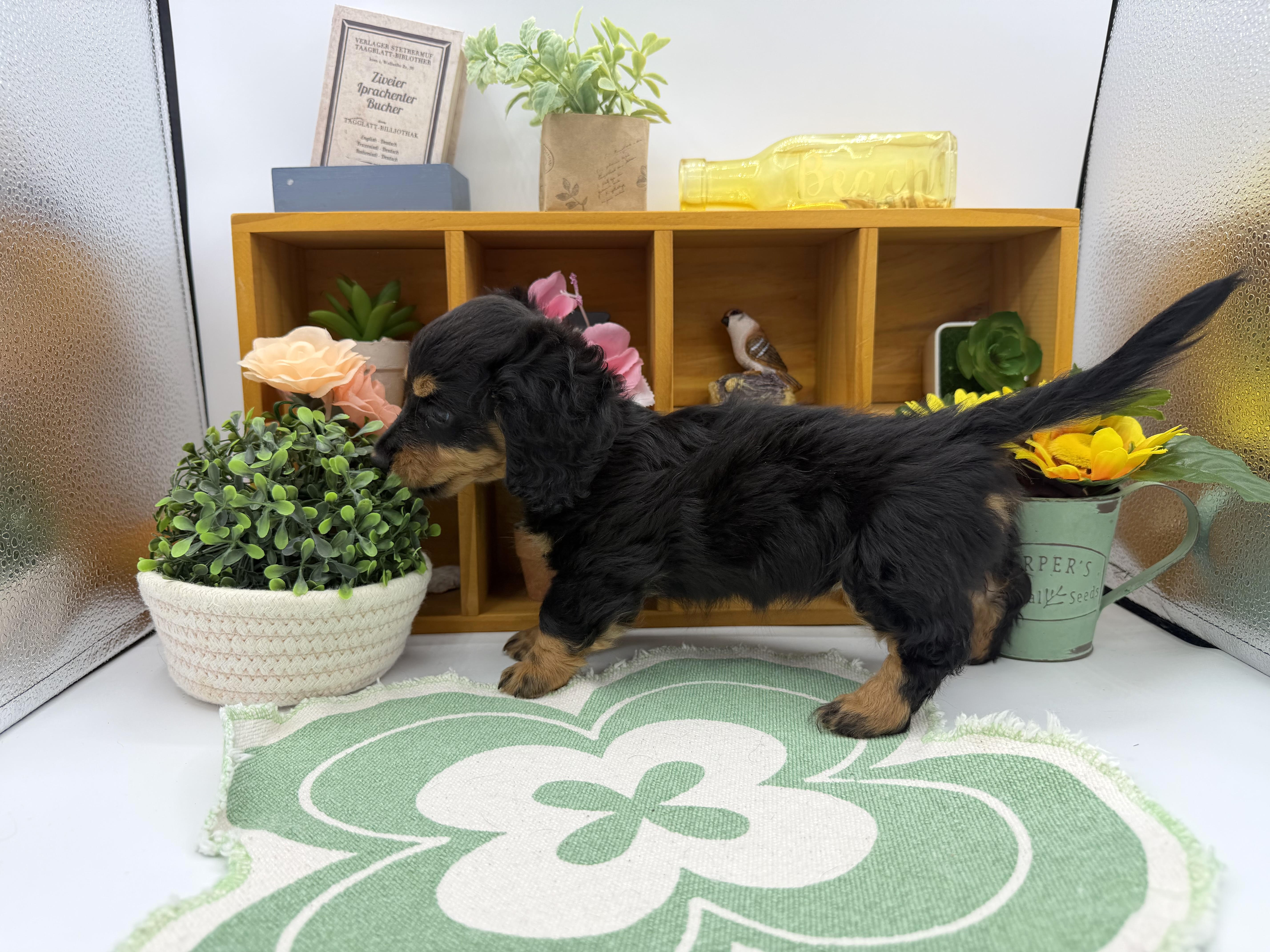 静岡県のミニチュアダックスフンド(ロング) (ペッツワン清水店/2025年9月5日生まれ/女の子/ブラックタン)の子犬の3枚目の画像