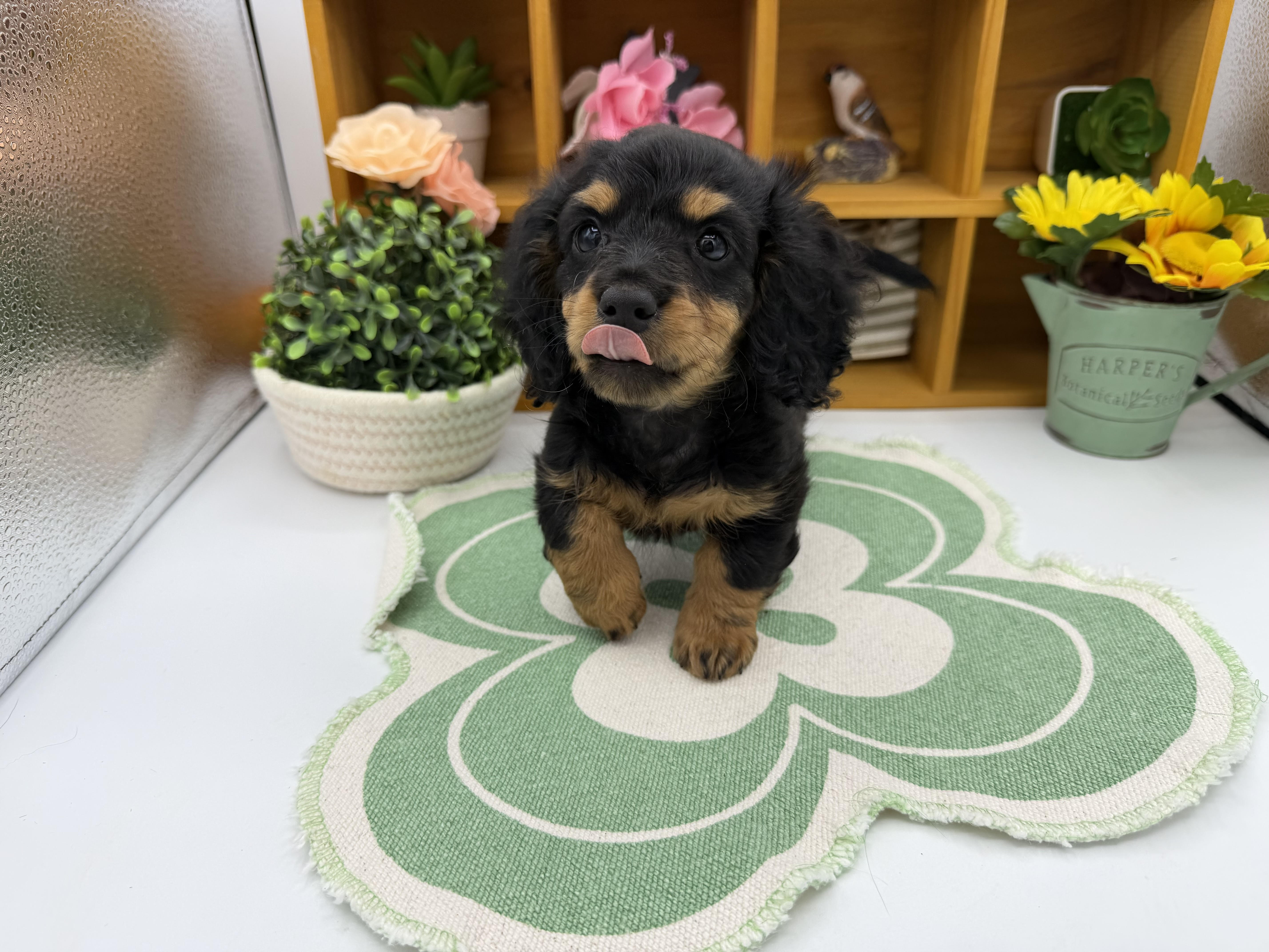 静岡県のミニチュアダックスフンド(ロング) (ペッツワン清水店/2025年9月5日生まれ/女の子/ブラックタン)の子犬の1枚目の画像