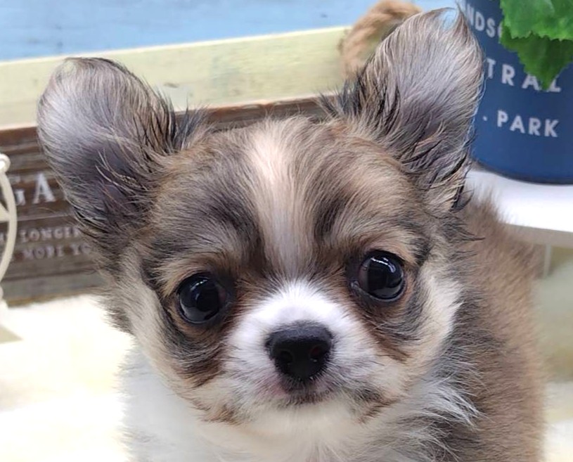 静岡県のチワワ(ロング) (ペッツワン藤枝店/2025年9月10日生まれ/男の子/その他色)の子犬