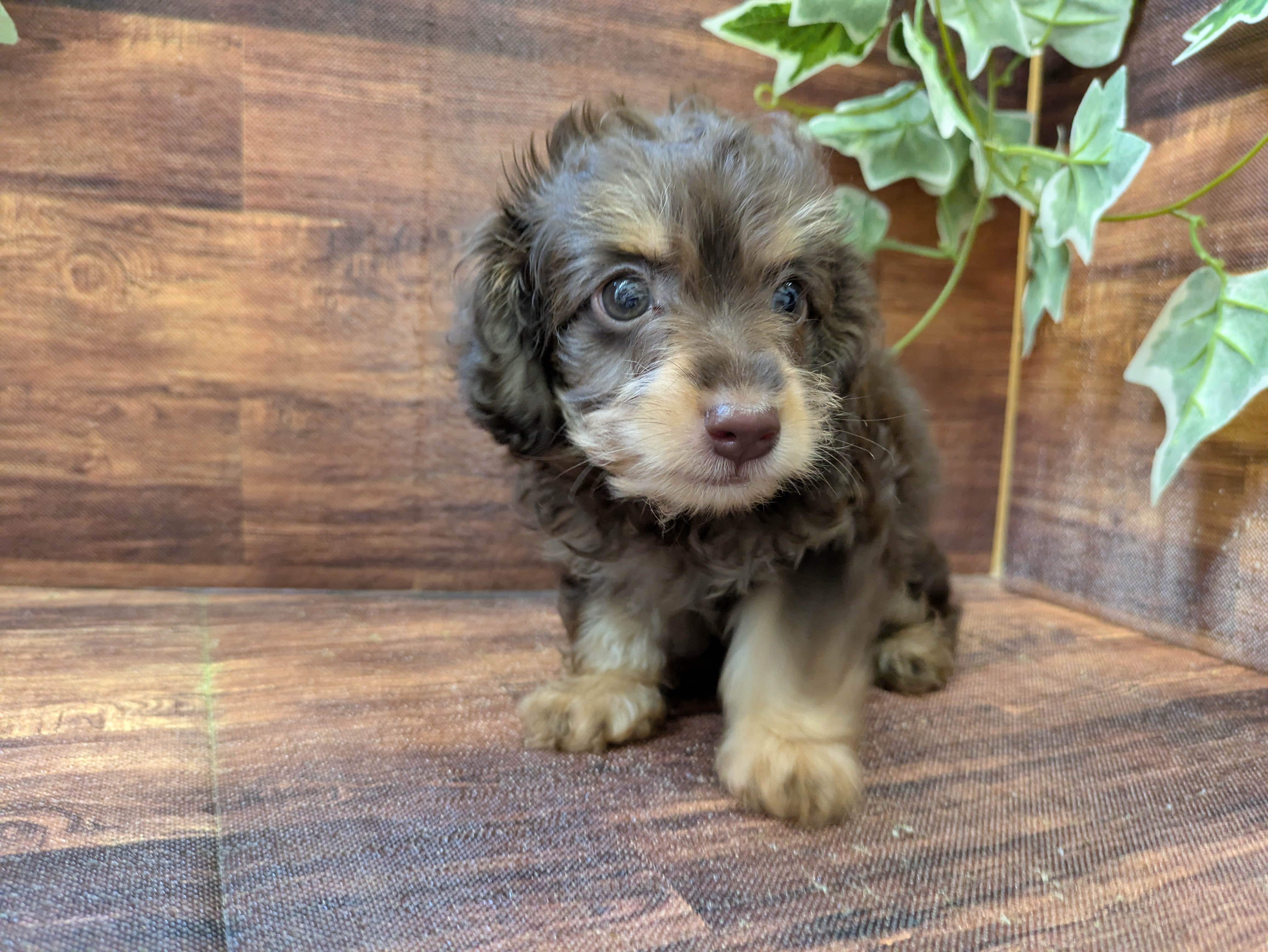 イヌ - 市原店 | ペッツワン