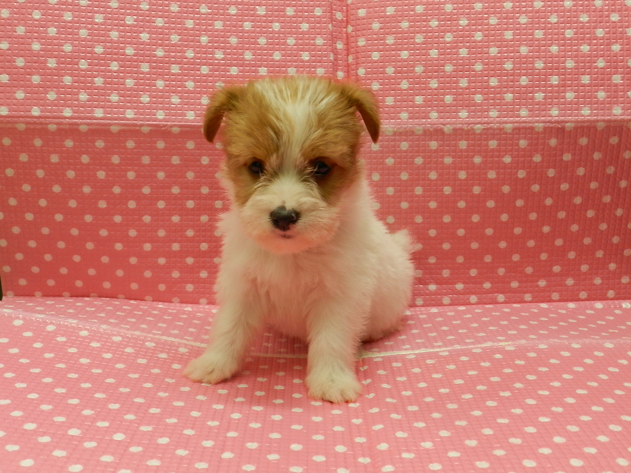 静岡県のジャックラッセルテリア (ペッツワン御殿場店/2025年9月7日生まれ/女の子/ホワイトタン)の子犬