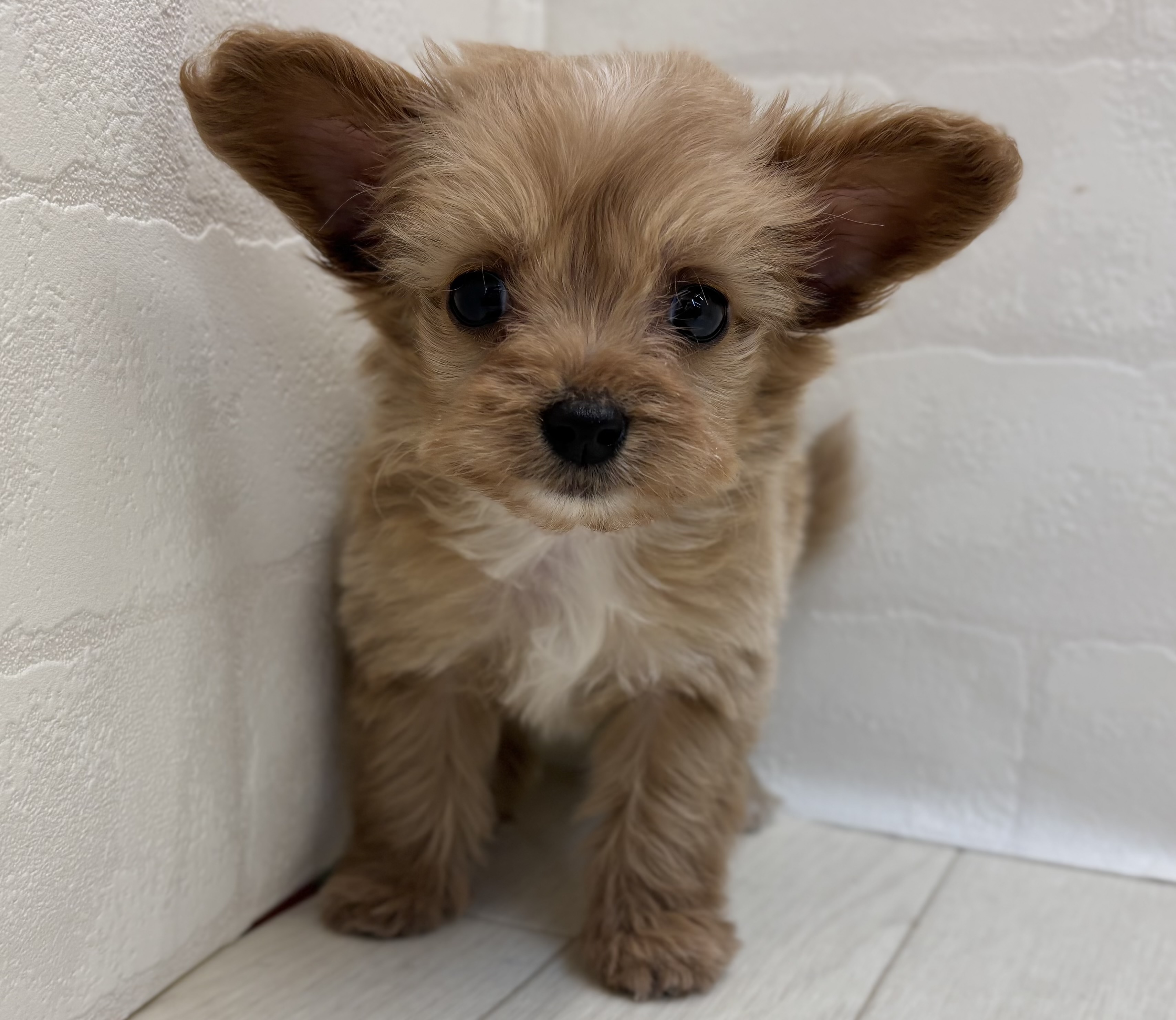 埼玉県のハーフ犬・ミックス犬 (ペッツワン大利根店/2025年9月14日生まれ/男の子/アプリコット)の子犬の1枚目の画像