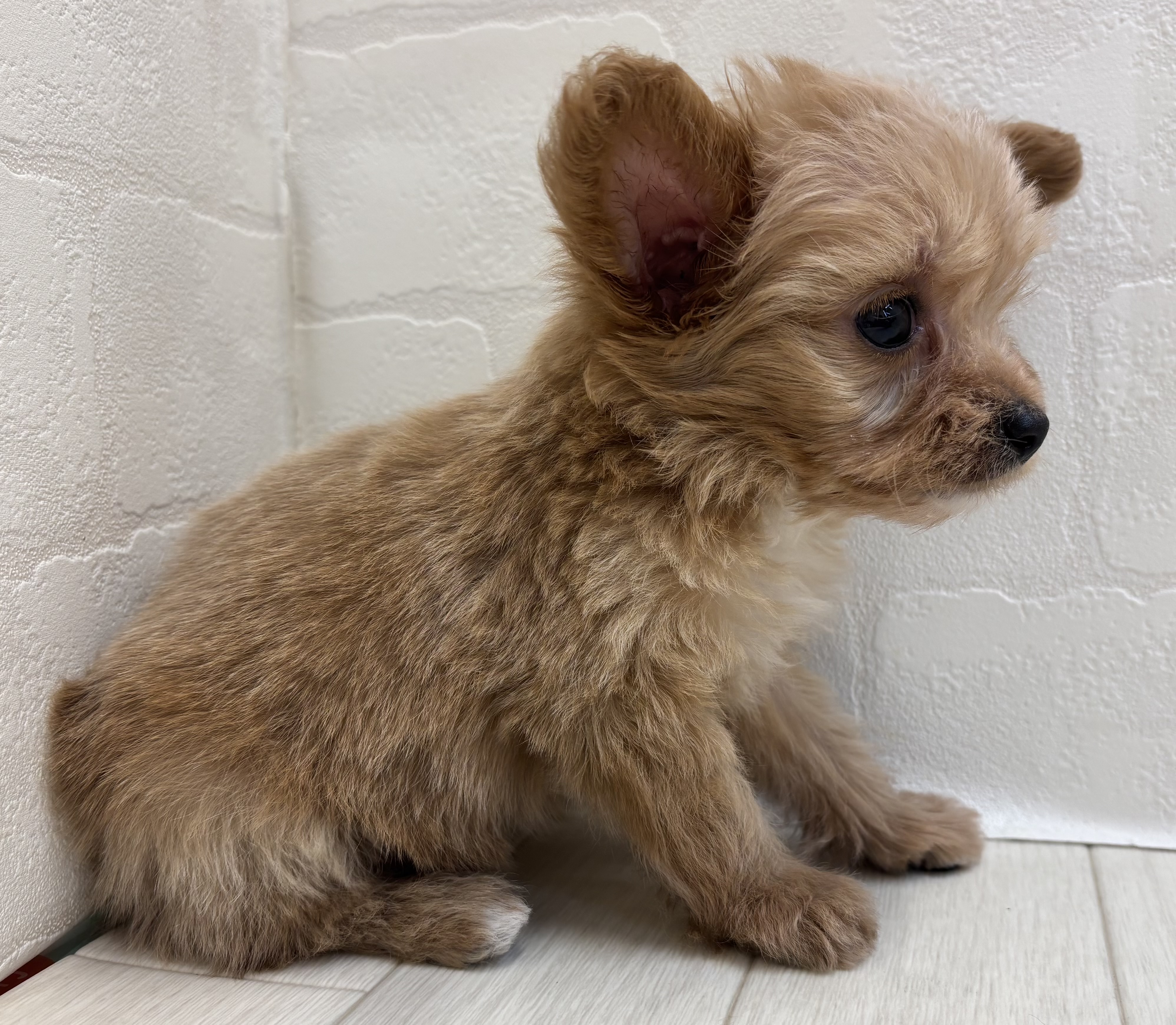 埼玉県のハーフ犬・ミックス犬 (ペッツワン大利根店/2025年9月14日生まれ/男の子/アプリコット)の子犬の3枚目の画像