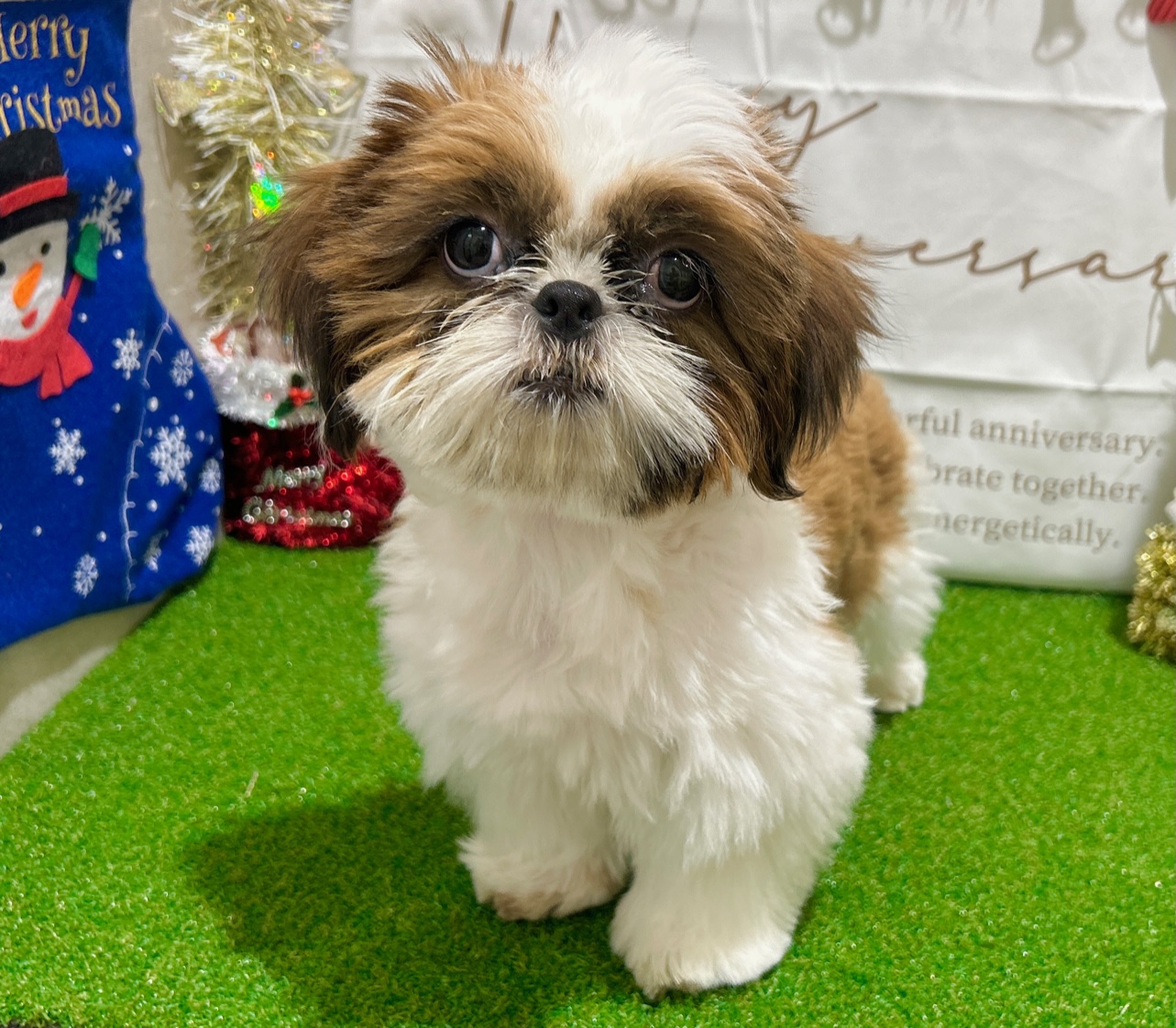 茨城県のシーズー (ペッツワン水戸店/2025年7月6日生まれ/男の子/ゴールドホワイト)の子犬の2枚目の画像