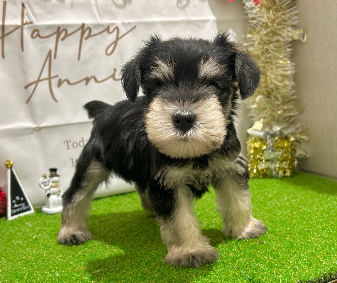 茨城県のミニチュアシュナウザー (ペッツワン水戸店/2025年9月11日生まれ/男の子/ブラックシルバー)の子犬の2枚目の画像