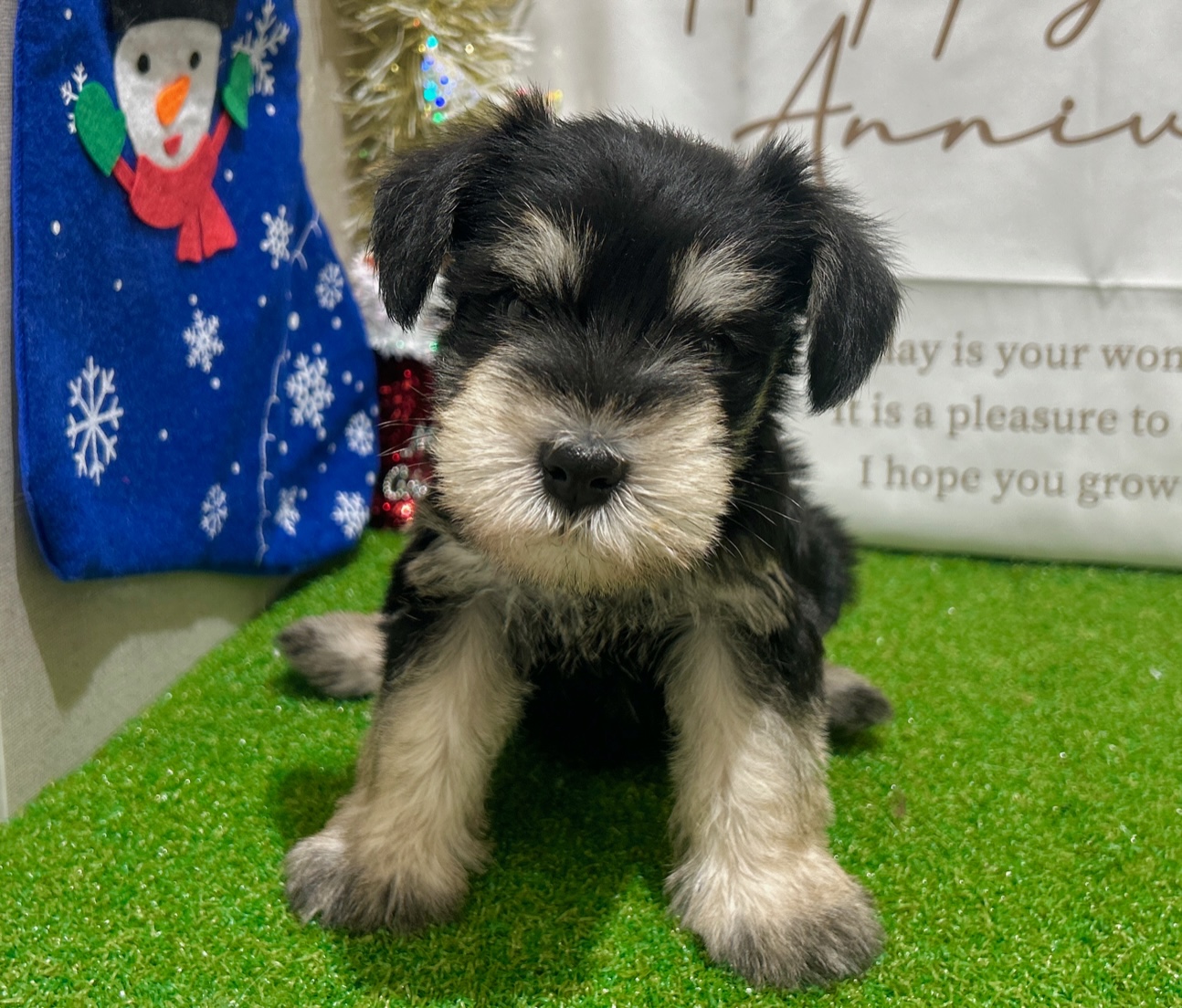 茨城県のミニチュアシュナウザー (ペッツワン水戸店/2025年9月11日生まれ/男の子/ブラックシルバー)の子犬
