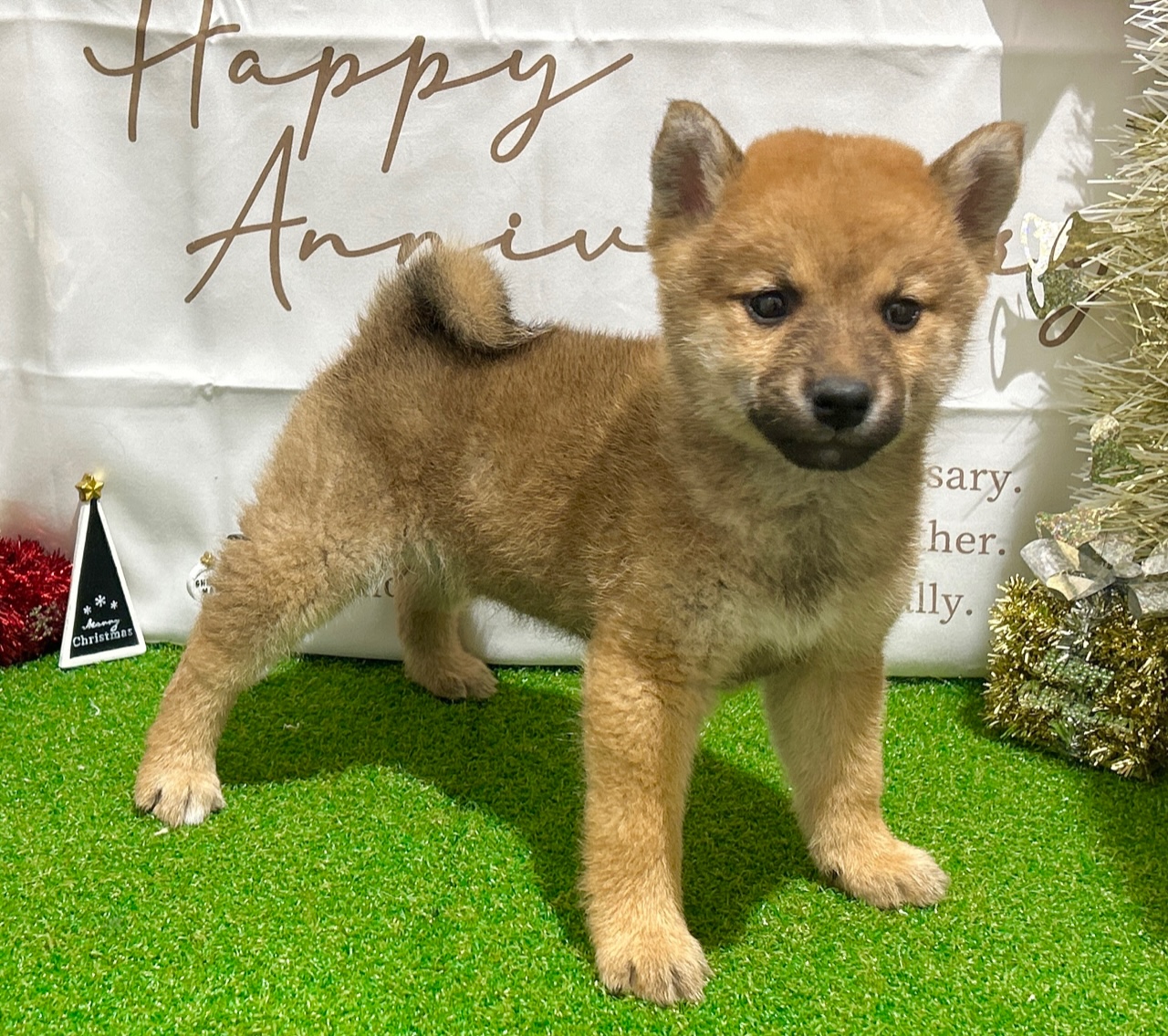 茨城県の柴犬(標準サイズ) (ペッツワン水戸店/2025年9月14日生まれ/女の子/赤)の子犬の1枚目の画像