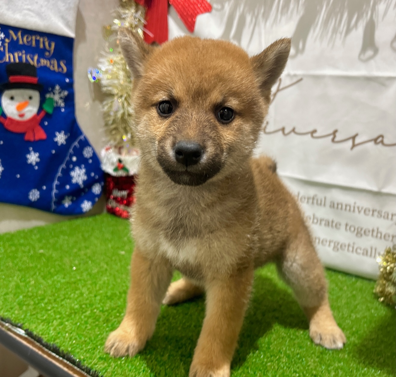 茨城県の柴犬(標準サイズ) (ペッツワン水戸店/2025年9月14日生まれ/女の子/赤)の子犬の2枚目の画像