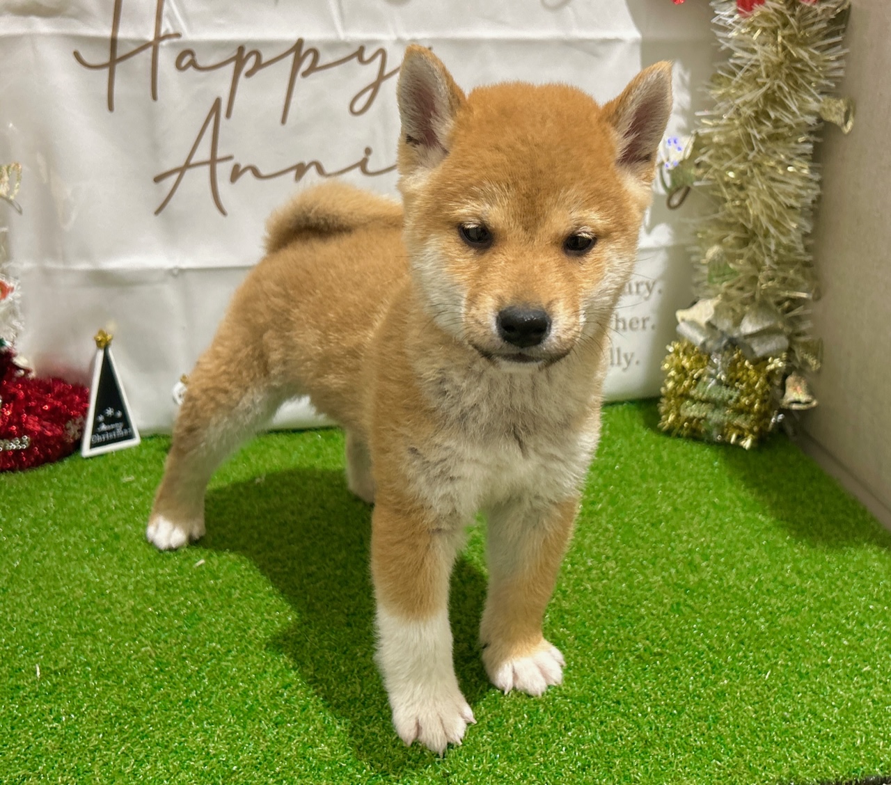 茨城県の柴犬(標準サイズ) (ペッツワン水戸店/2025年9月14日生まれ/男の子/赤)の子犬の2枚目の画像