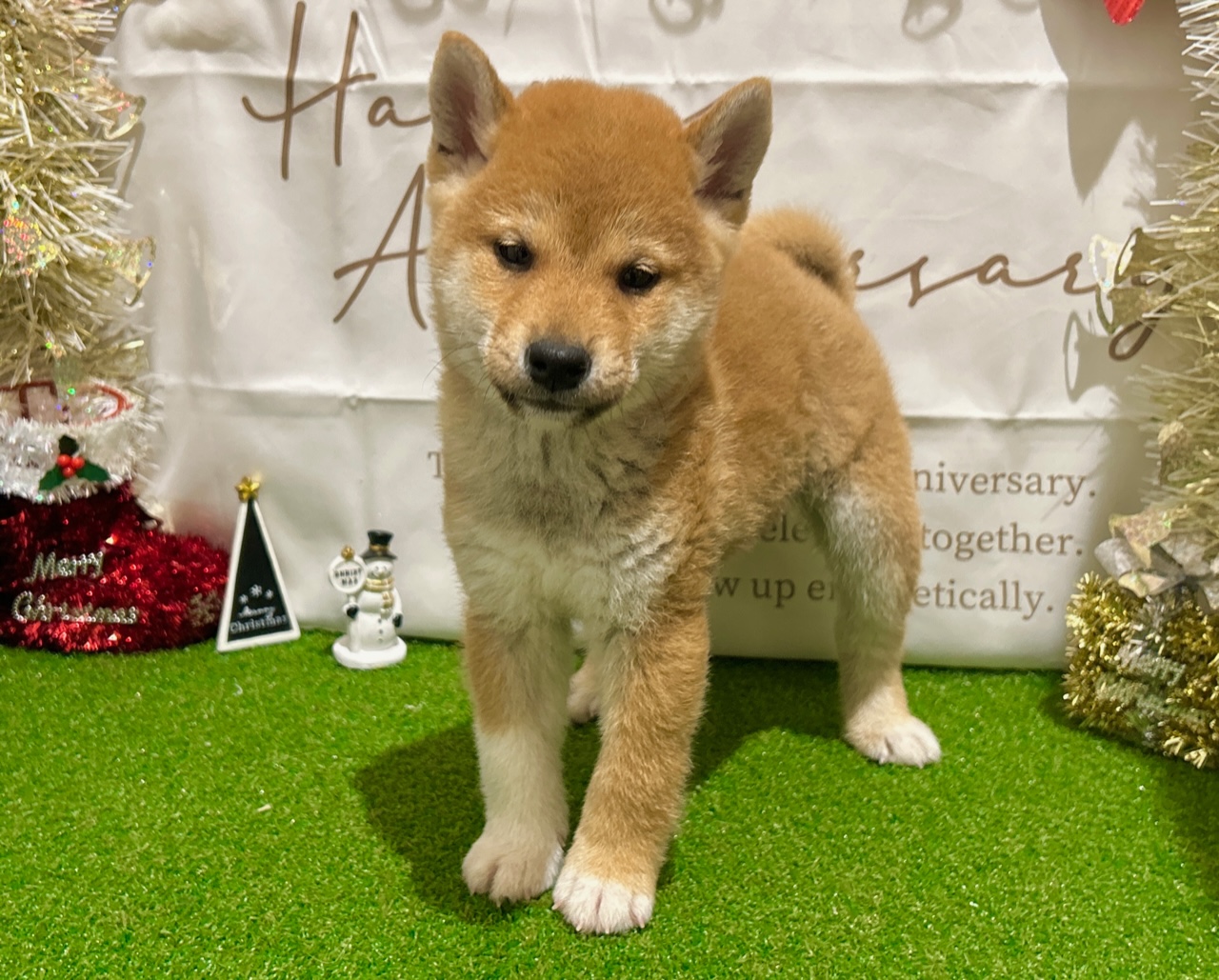 茨城県の柴犬(標準サイズ) (ペッツワン水戸店/2025年9月14日生まれ/男の子/赤)の子犬の1枚目の画像