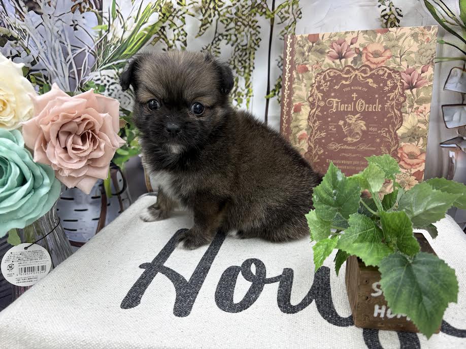 群馬県のハーフ犬・ミックス犬 (ペッツワン前橋小島田店/2025年9月1日生まれ/女の子/フォーン)の子犬