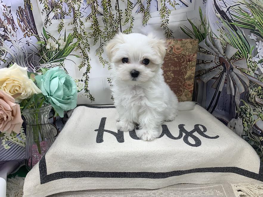 群馬県のマルチーズ (ペッツワン前橋小島田店/2025年8月15日生まれ/男の子/ホワイト)の子犬