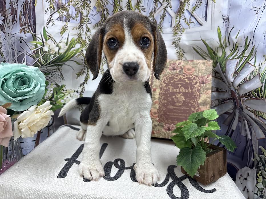 群馬県のビーグル (ペッツワン前橋小島田店/2025年9月13日生まれ/女の子/ブラックホワイトタン)の子犬