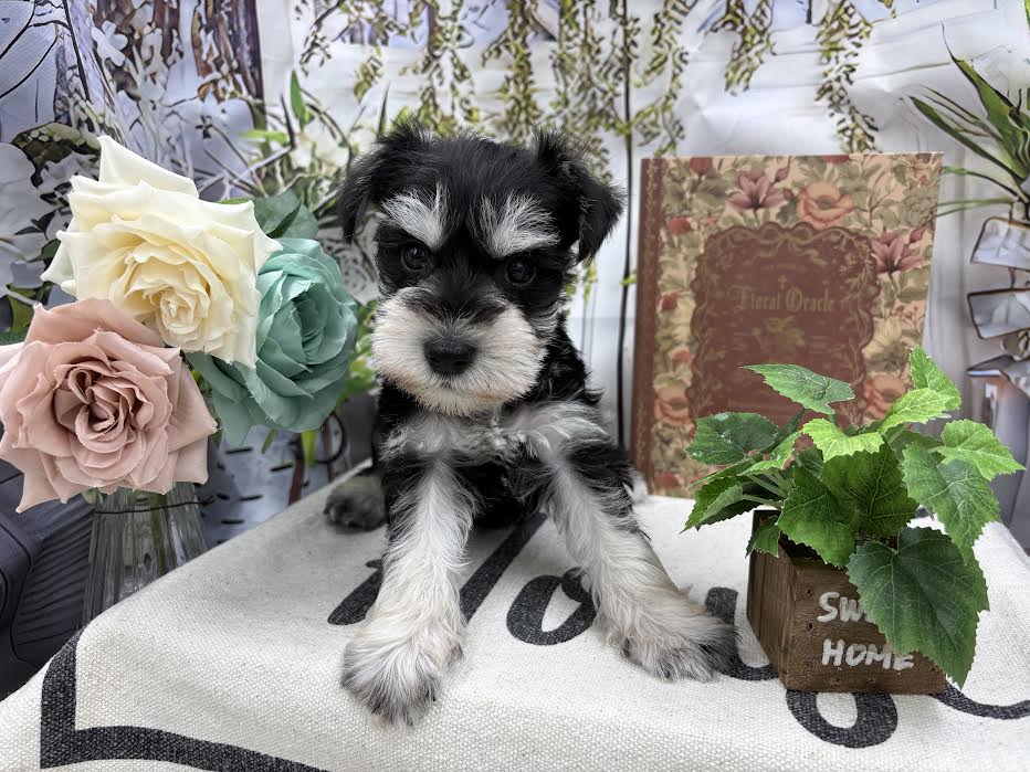 群馬県のミニチュアシュナウザー (ペッツワン前橋小島田店/2025年9月10日生まれ/男の子/ブラックシルバー)の子犬