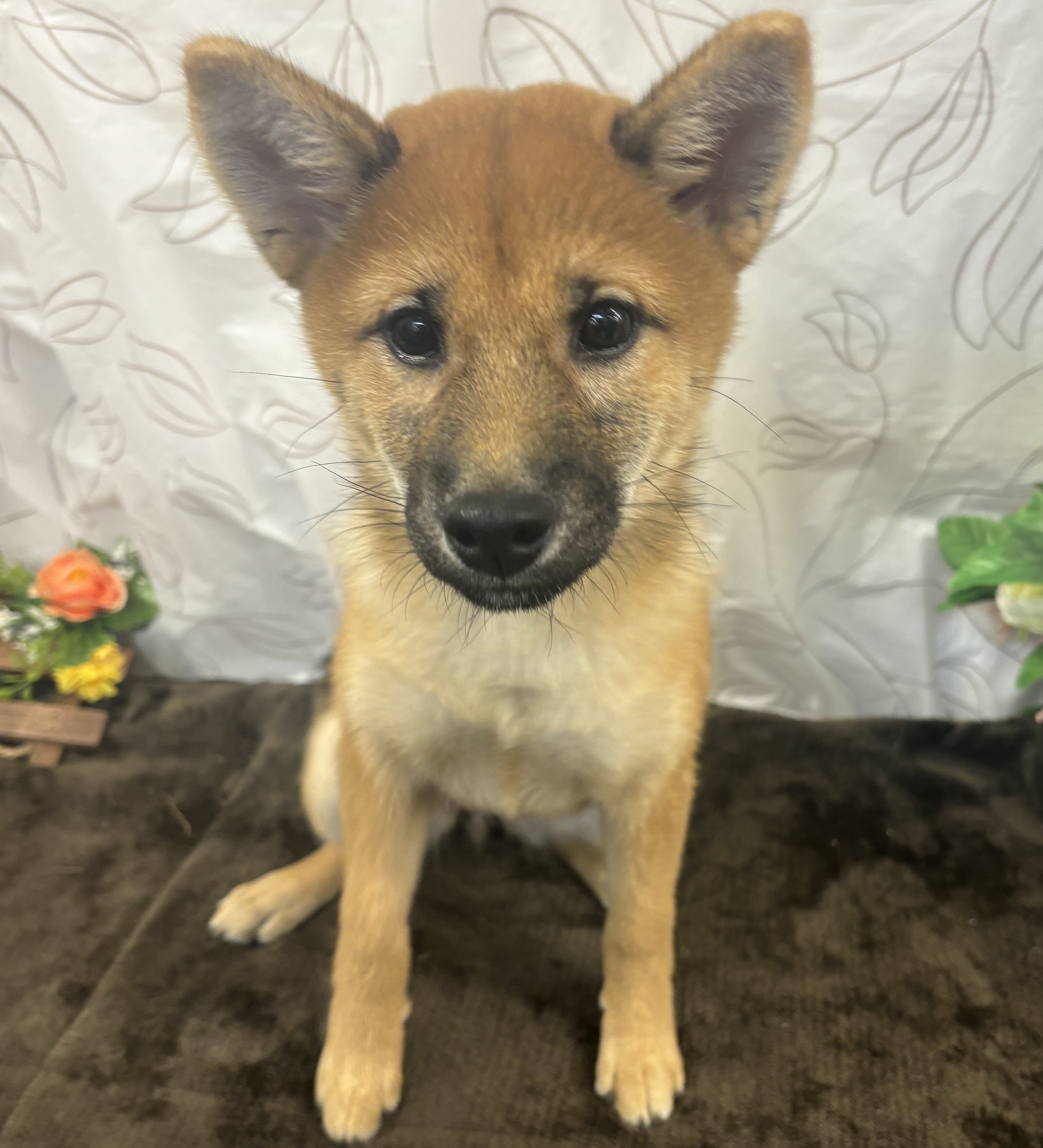 茨城県の柴犬(標準サイズ) (ペッツワン石岡玉里店/2025年6月28日生まれ/女の子/赤)の子犬