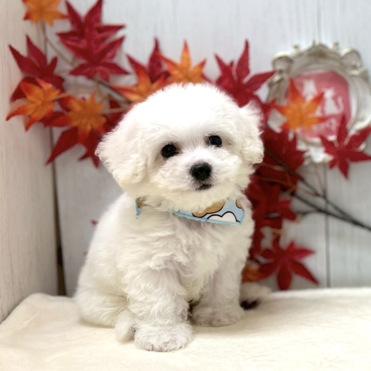 送料無料♡おすわりビションフリーゼ お座りビションフリーゼ（大）｜WooBia公式オンラインショップ