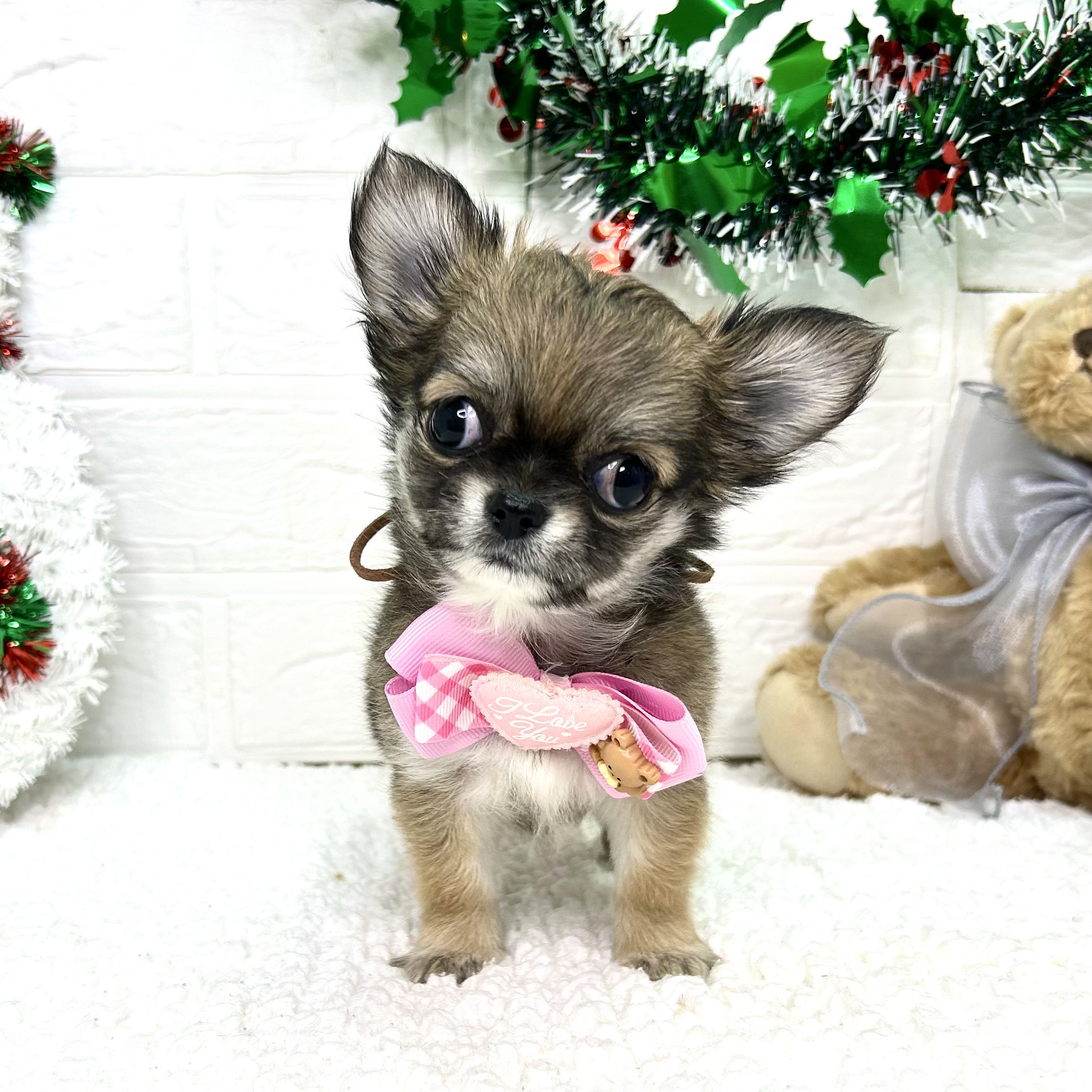 大阪府のチワワ(ロング) (ペッツワン東大阪店/2025年9月15日生まれ/女の子/フォーン)の子犬の1枚目の画像