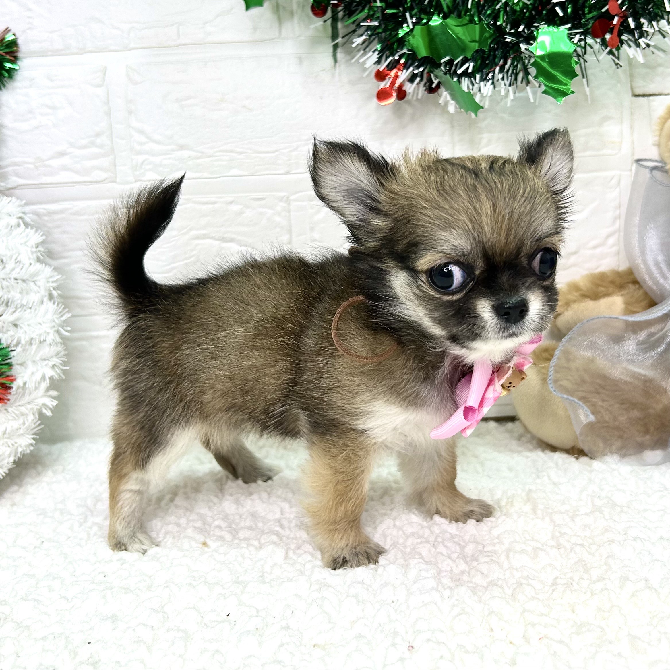 大阪府のチワワ(ロング) (ペッツワン東大阪店/2025年9月15日生まれ/女の子/フォーン)の子犬の2枚目の画像