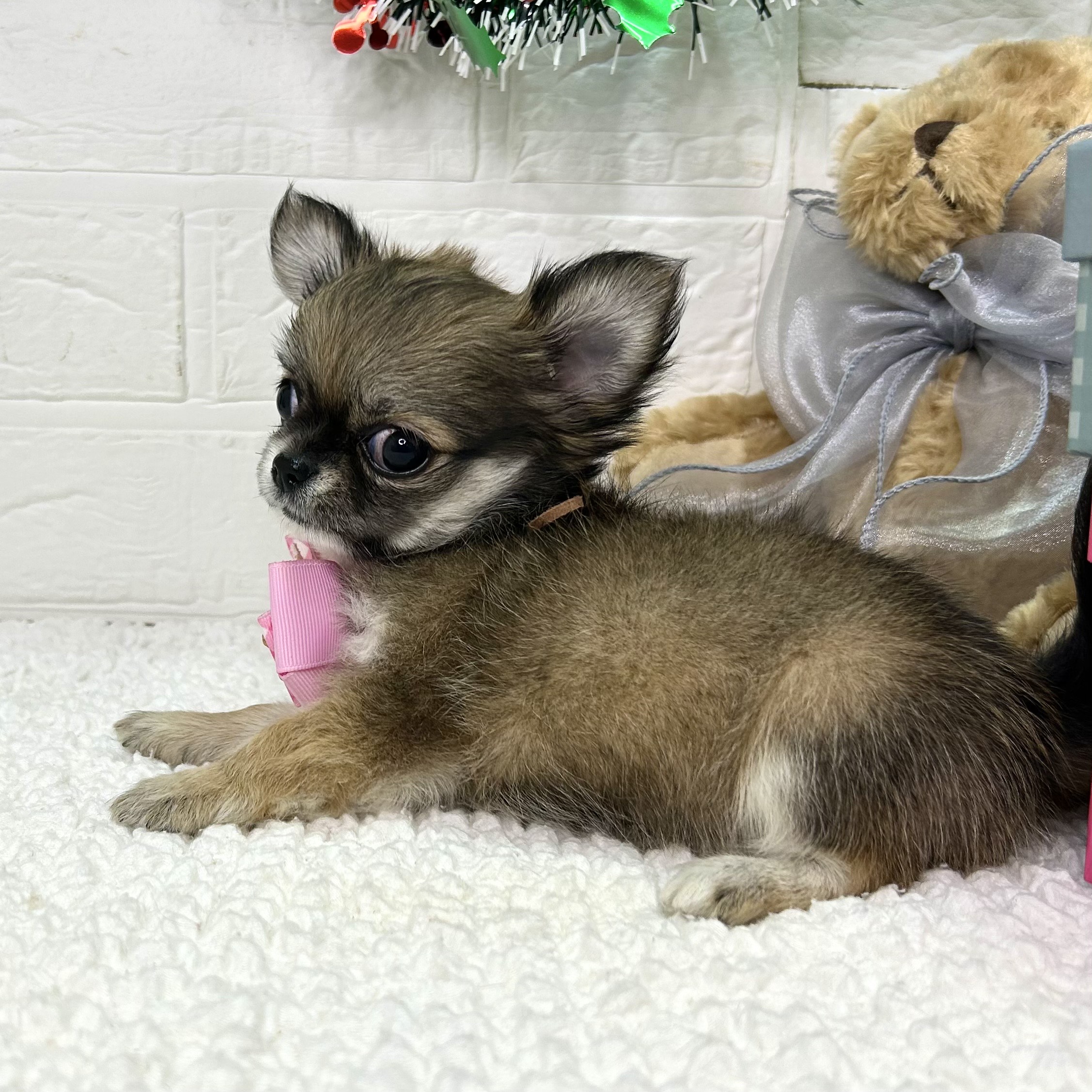 大阪府のチワワ(ロング) (ペッツワン東大阪店/2025年9月15日生まれ/女の子/フォーン)の子犬の3枚目の画像