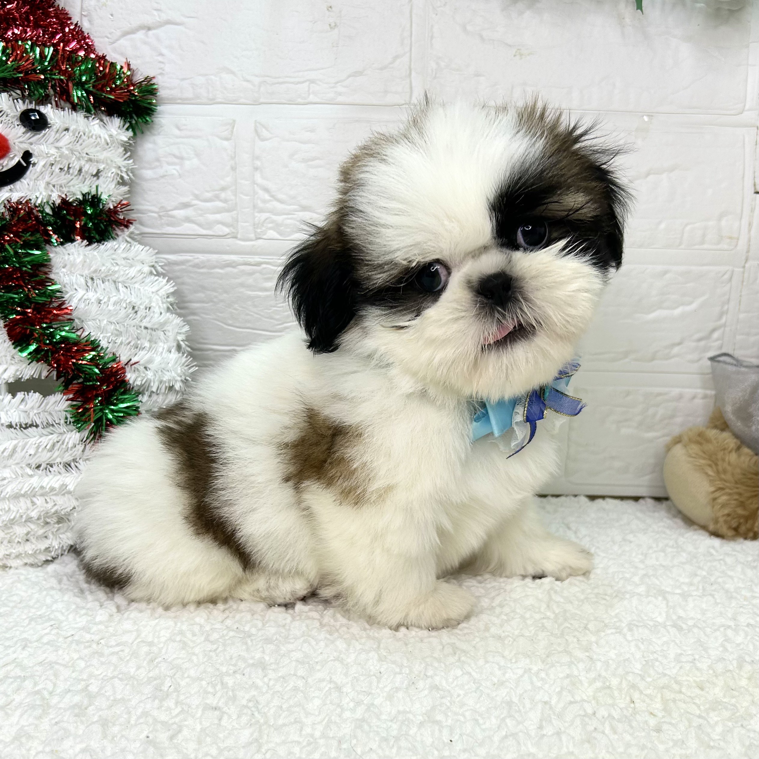 大阪府のシーズー (ペッツワン東大阪店/2025年9月17日生まれ/男の子/ホワイトゴールド)の子犬の1枚目の画像