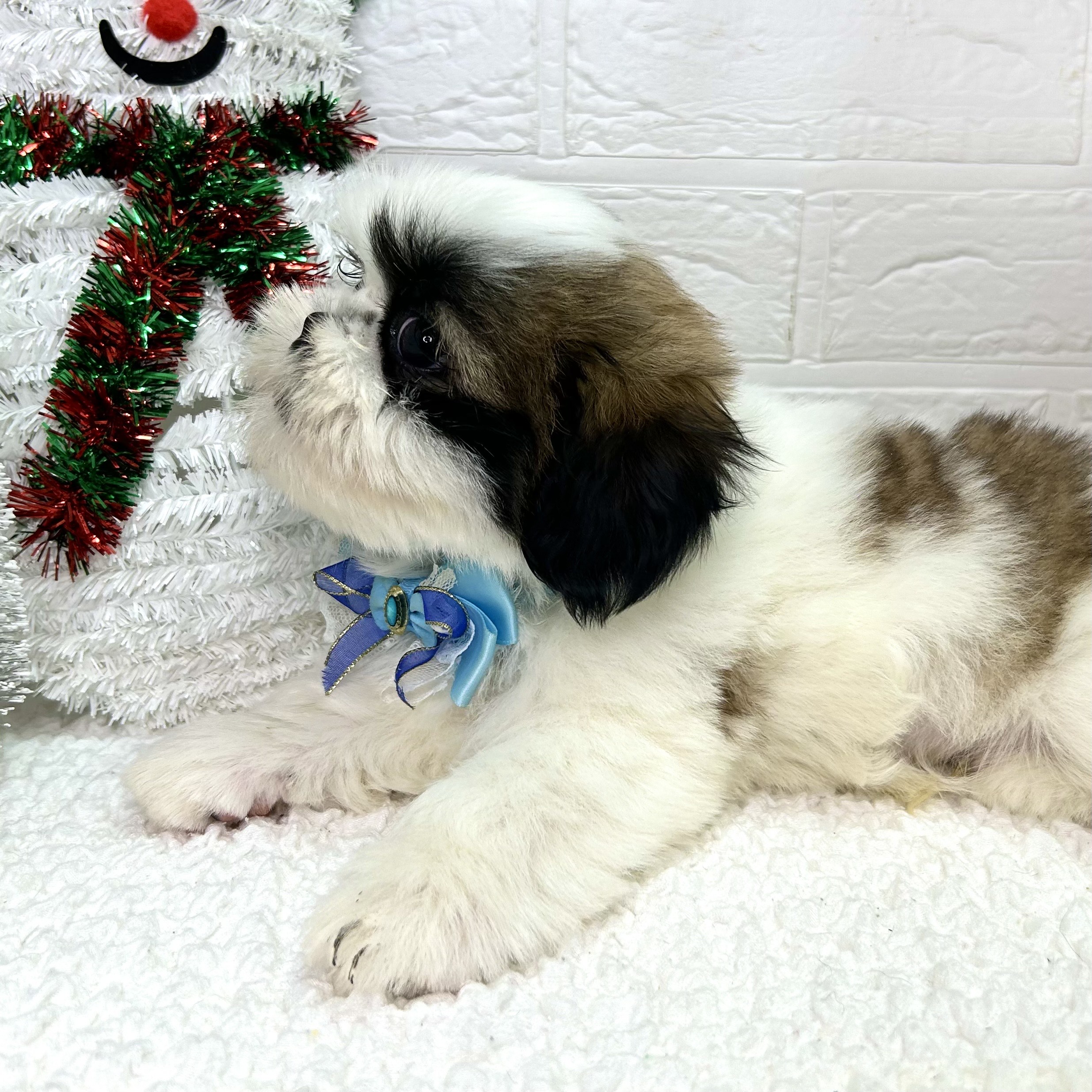 大阪府のシーズー (ペッツワン東大阪店/2025年9月17日生まれ/男の子/ホワイトゴールド)の子犬の3枚目の画像