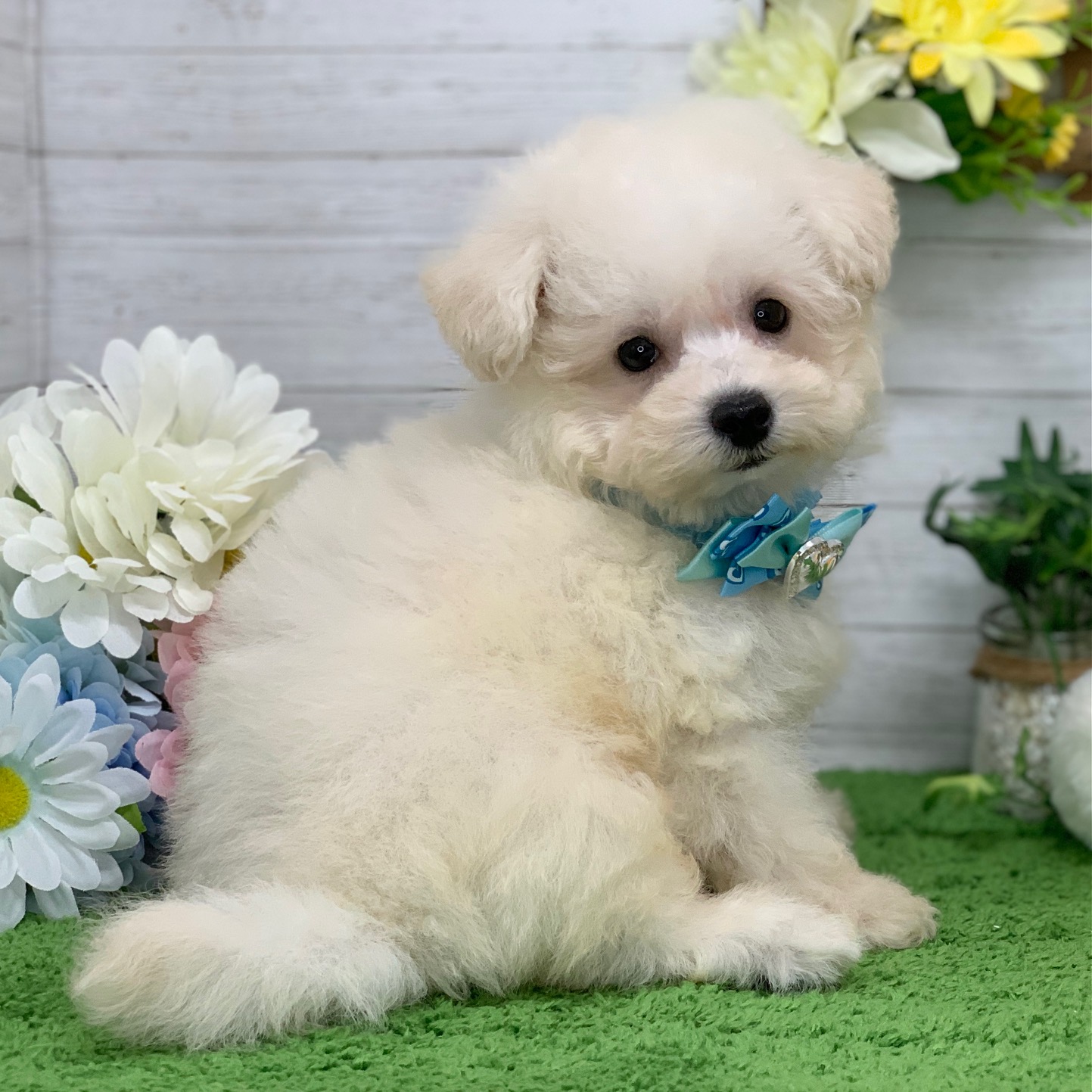 兵庫県のビションフリーゼ (ペッツワン神戸ひよどり台店/2025年9月11日生まれ/男の子/ホワイト)の子犬の3枚目の画像