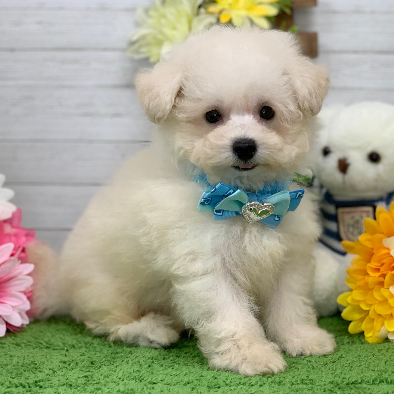 兵庫県のビションフリーゼ (ペッツワン神戸ひよどり台店/2025年9月11日生まれ/男の子/ホワイト)の子犬の2枚目の画像