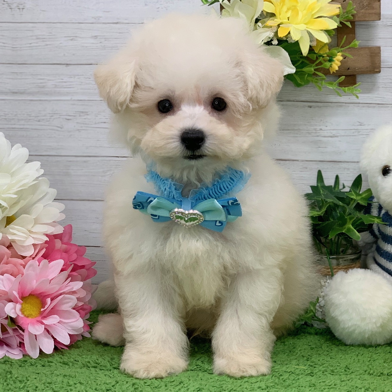 兵庫県のビションフリーゼ (ペッツワン神戸ひよどり台店/2025年9月11日生まれ/男の子/ホワイト)の子犬の1枚目の画像