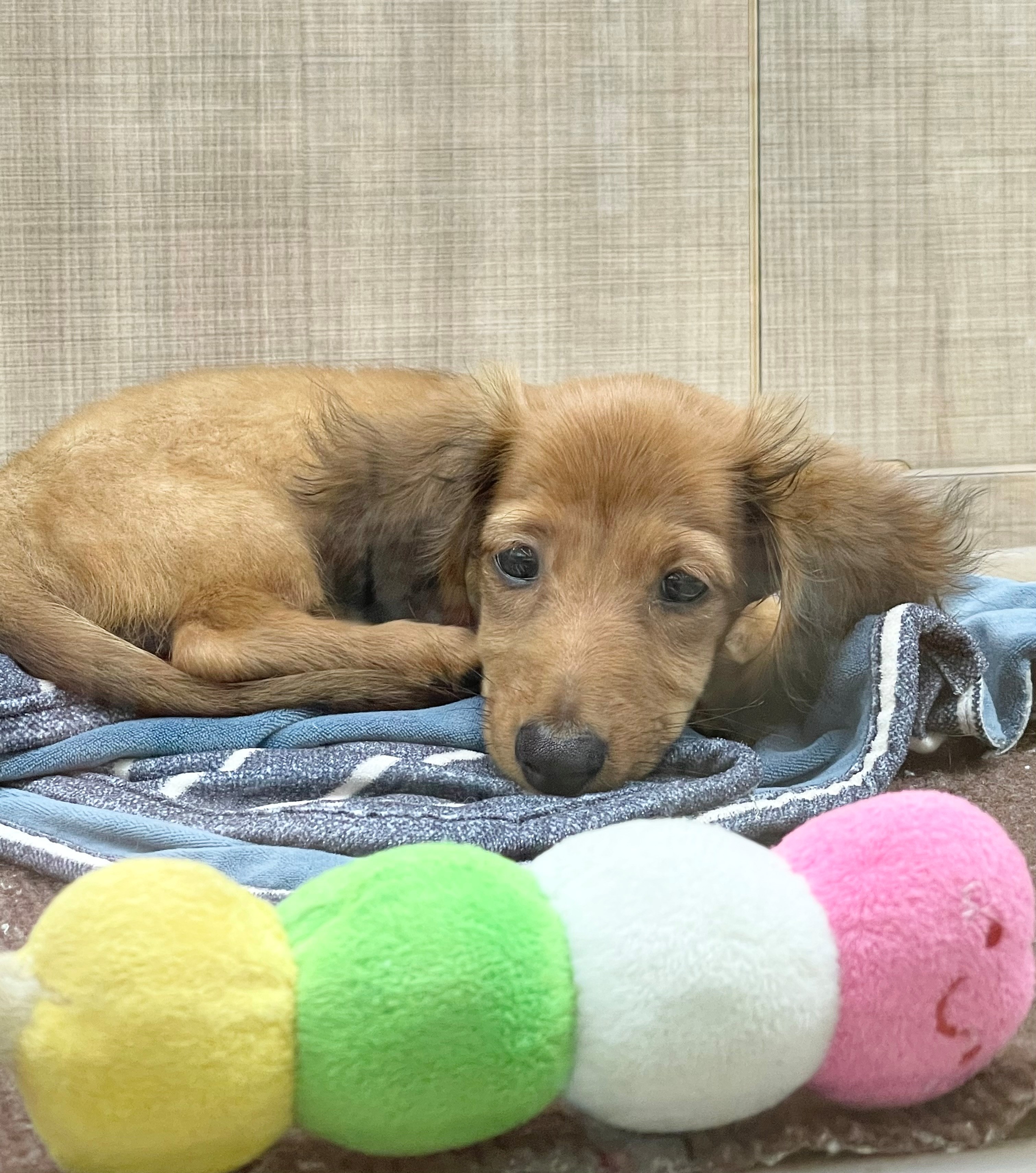 岐阜県のミニチュアダックスフンド(ロング) (ペッツワン可児店/2025年8月8日生まれ/男の子/シェーデットレッド)の子犬の3枚目の画像