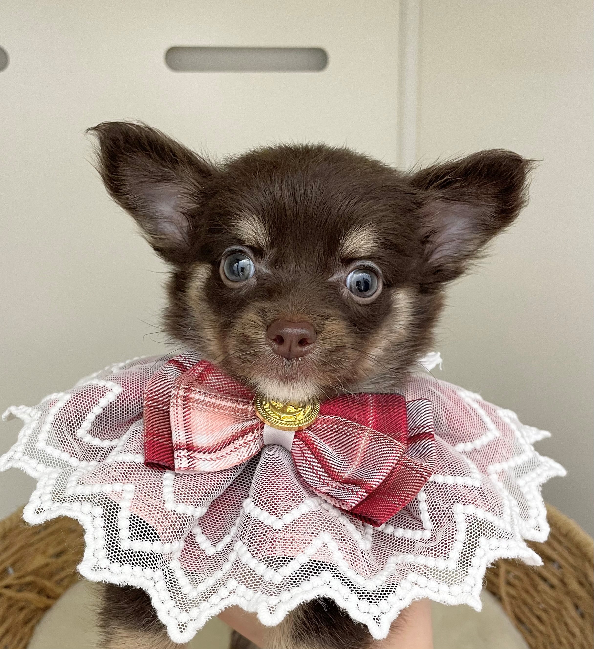 岐阜県のチワワ(ロング) (ペッツワン可児店/2025年7月19日生まれ/女の子/チョコレートタンホワイト)の子犬の1枚目の画像