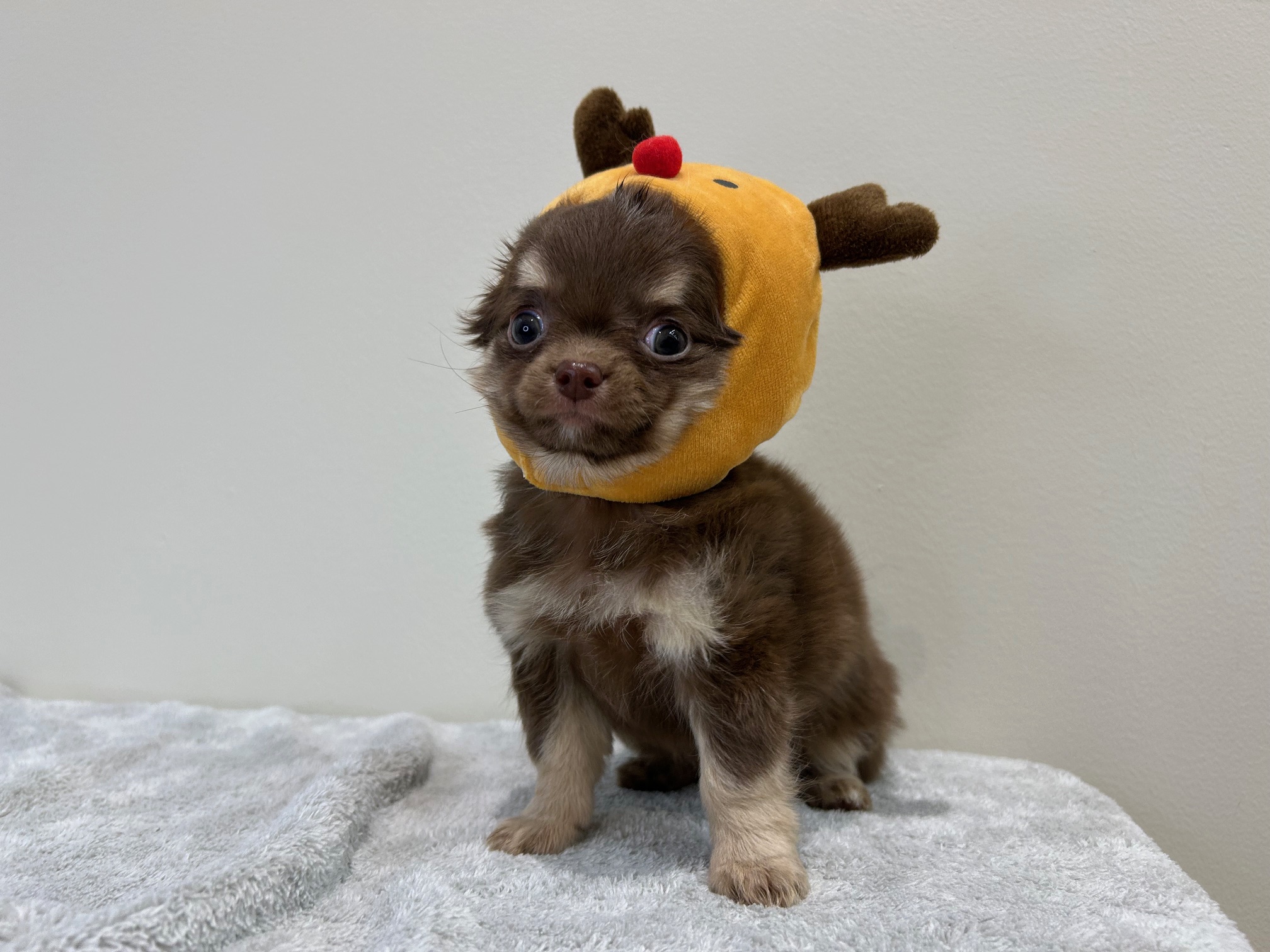 滋賀県のチワワ(ロング) (ペッツワン堅田店/2025年9月4日生まれ/女の子/チョコレートクリーム)の子犬の1枚目の画像