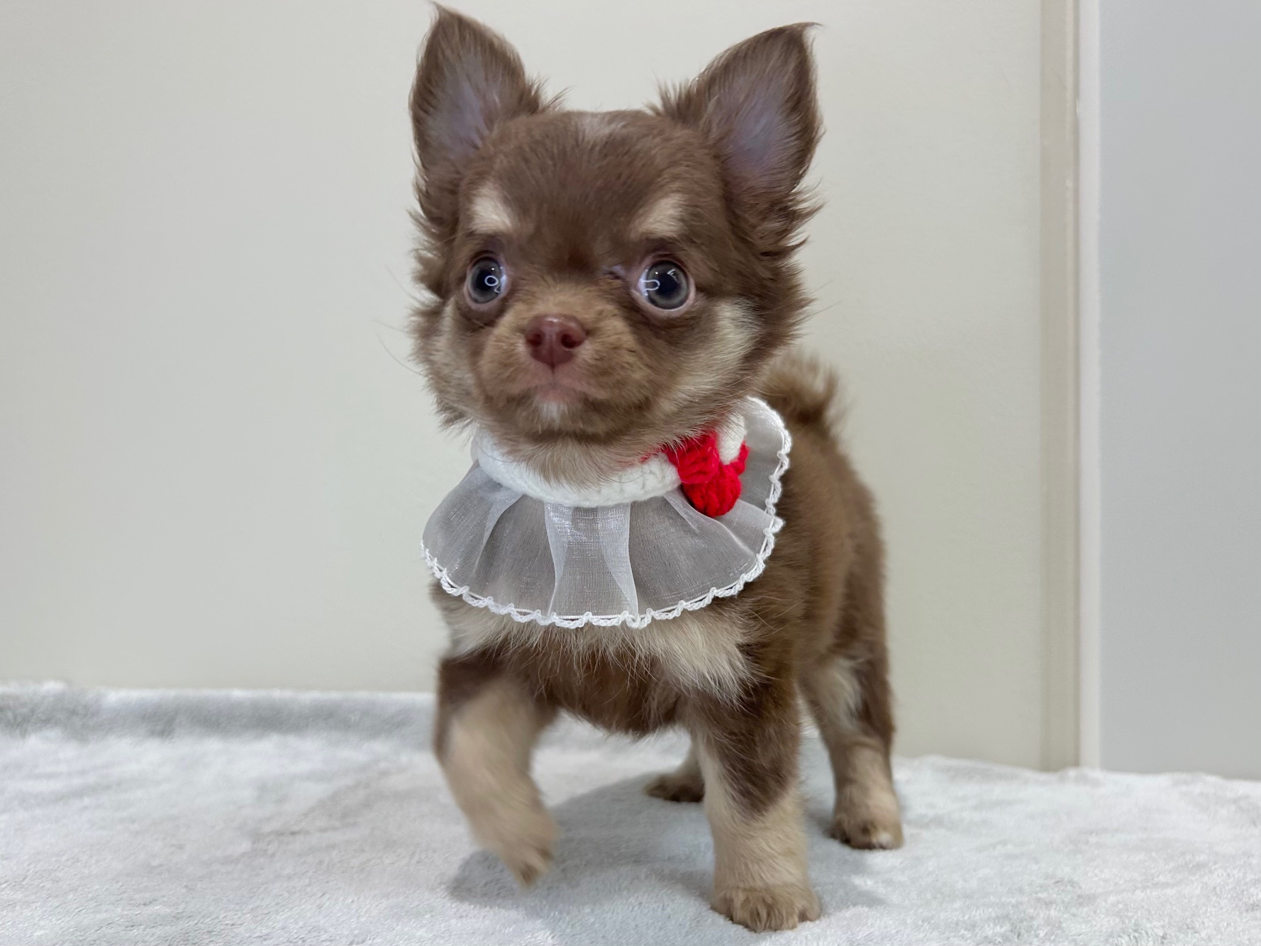 滋賀県のチワワ(ロング) (ペッツワン堅田店/2025年9月4日生まれ/女の子/チョコレートクリーム)の子犬の2枚目の画像