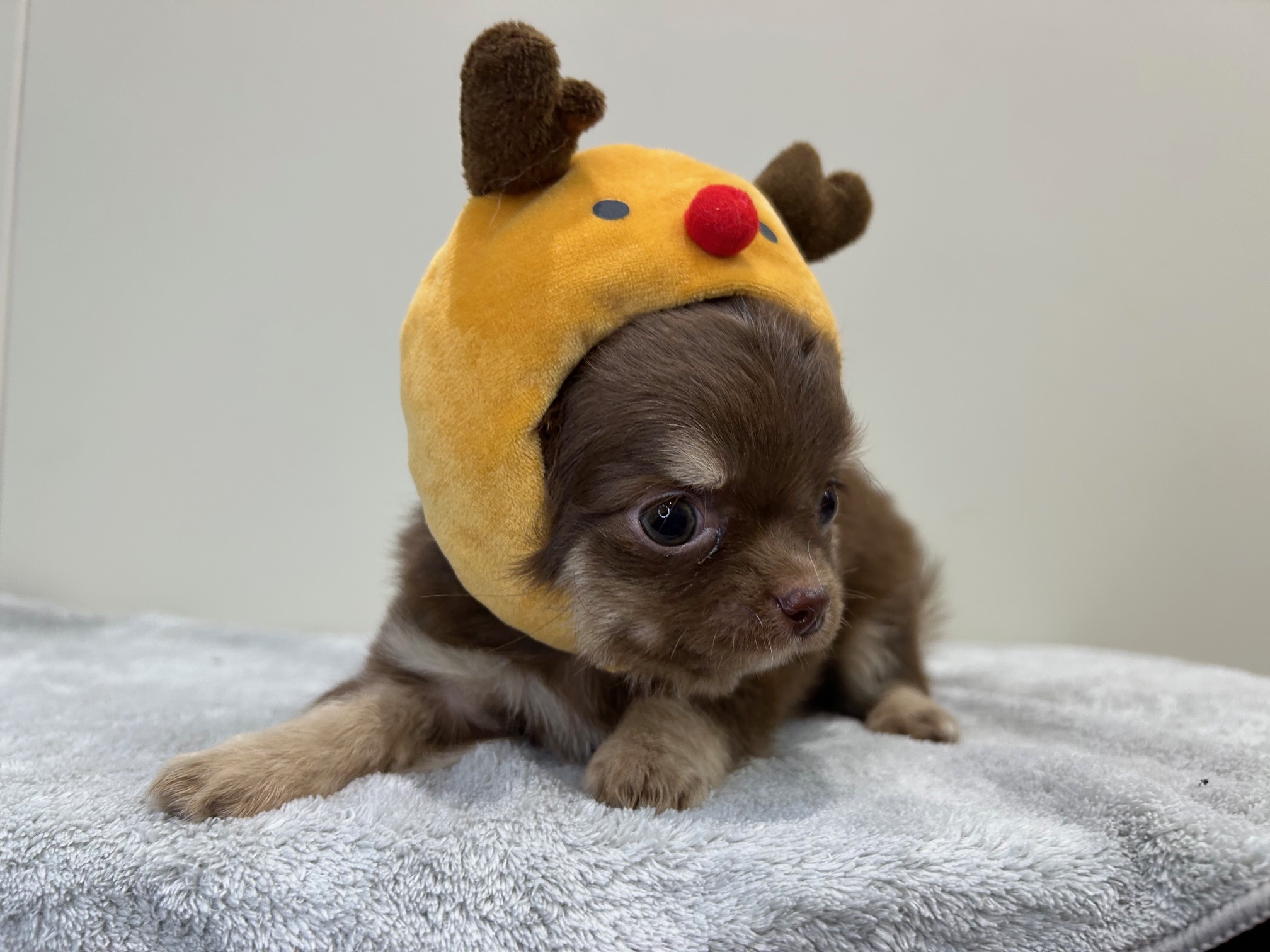 滋賀県のチワワ(ロング) (ペッツワン堅田店/2025年9月4日生まれ/女の子/チョコレートクリーム)の子犬の3枚目の画像