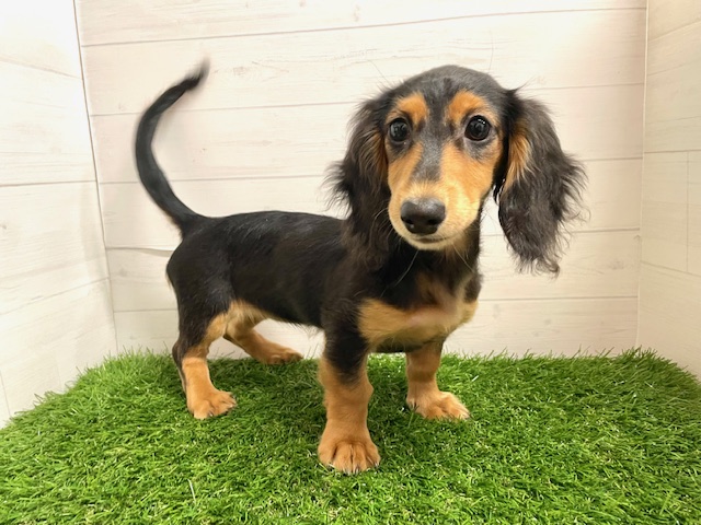 茨城県のミニチュアダックスフンド(ロング) (ペッツワン日立店/2025年7月16日生まれ/女の子/ブラックタン)の子犬