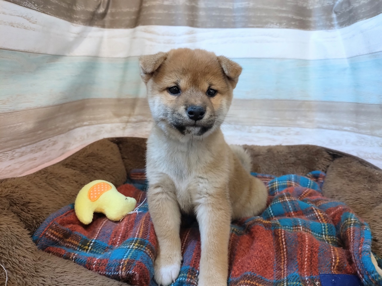 群馬県の柴犬(標準サイズ) (ペッツワン青柳店/2025年9月16日生まれ/女の子/赤)の子犬の1枚目の画像