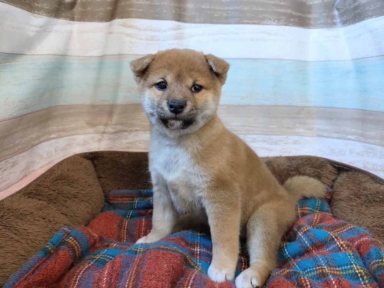群馬県の柴犬(標準サイズ) (ペッツワン青柳店/2025年9月16日生まれ/女の子/赤)の子犬の2枚目の画像