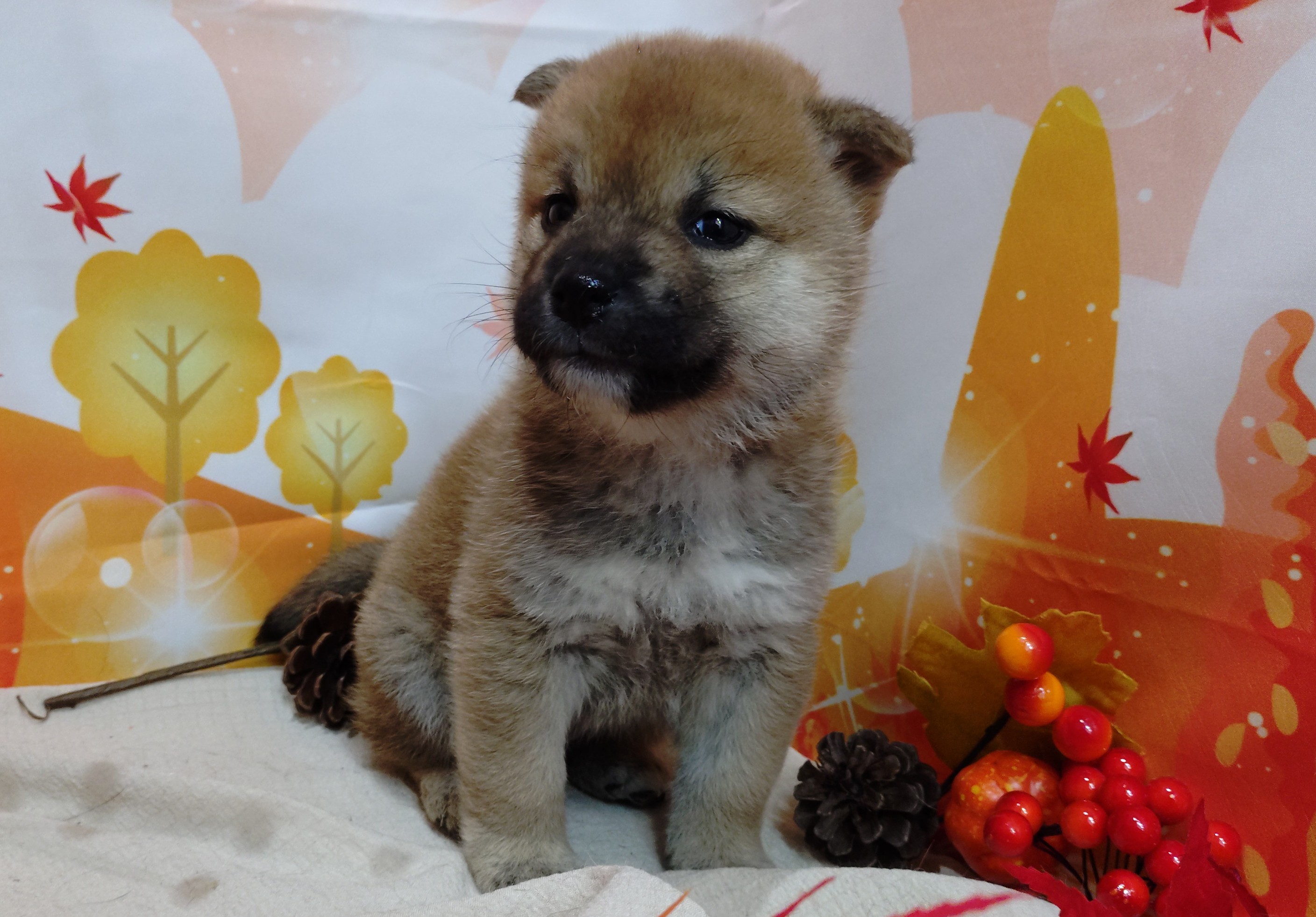 岐阜県の柴犬(標準サイズ) (ペッツワン関店/2025年9月21日生まれ/女の子/赤)の子犬