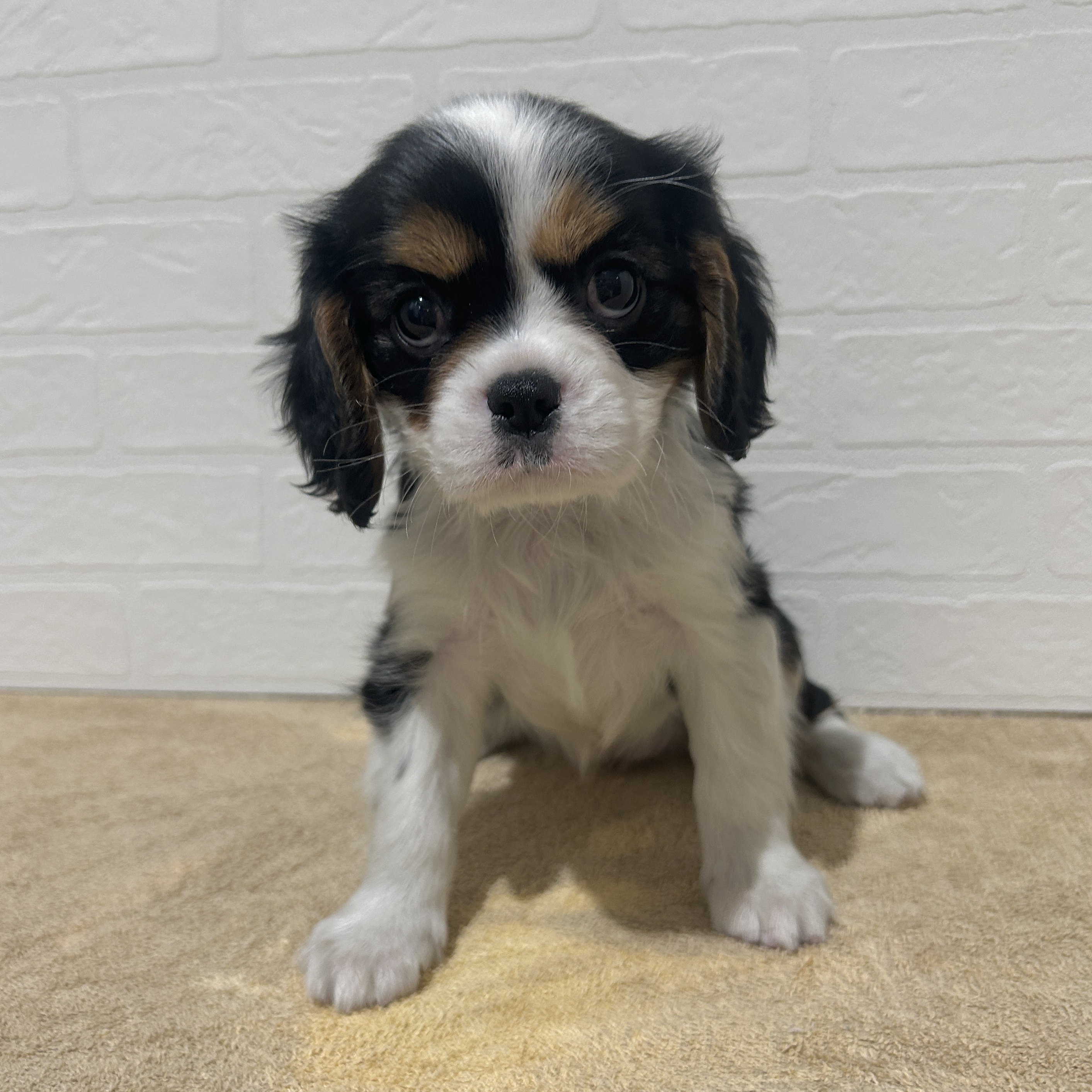 愛知県のキャバリアキングチャールズスパニエル (ペッツワン常滑店/2025年9月20日生まれ/女の子/トライカラー)の子犬の1枚目の画像