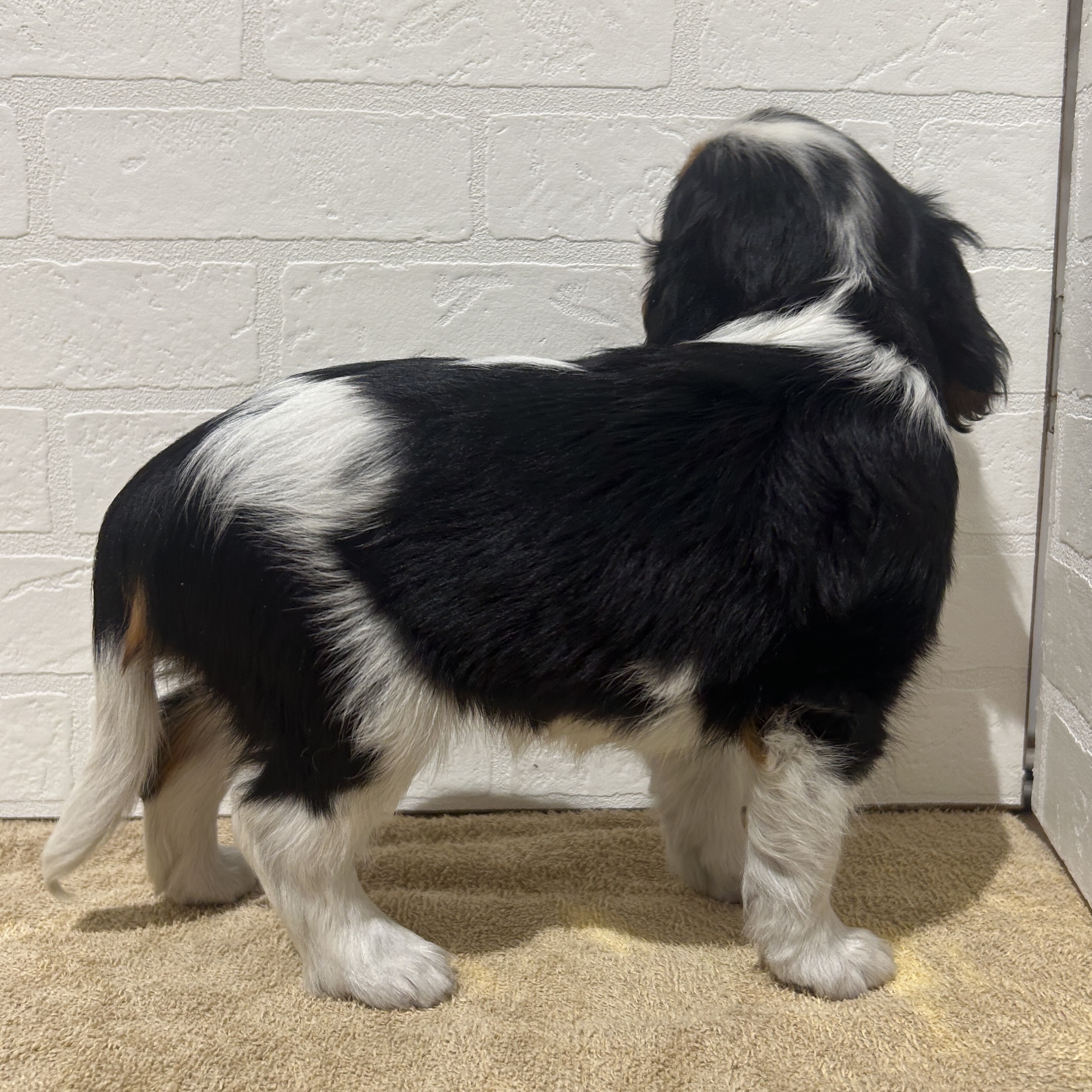 愛知県のキャバリアキングチャールズスパニエル (ペッツワン常滑店/2025年9月20日生まれ/女の子/トライカラー)の子犬の3枚目の画像