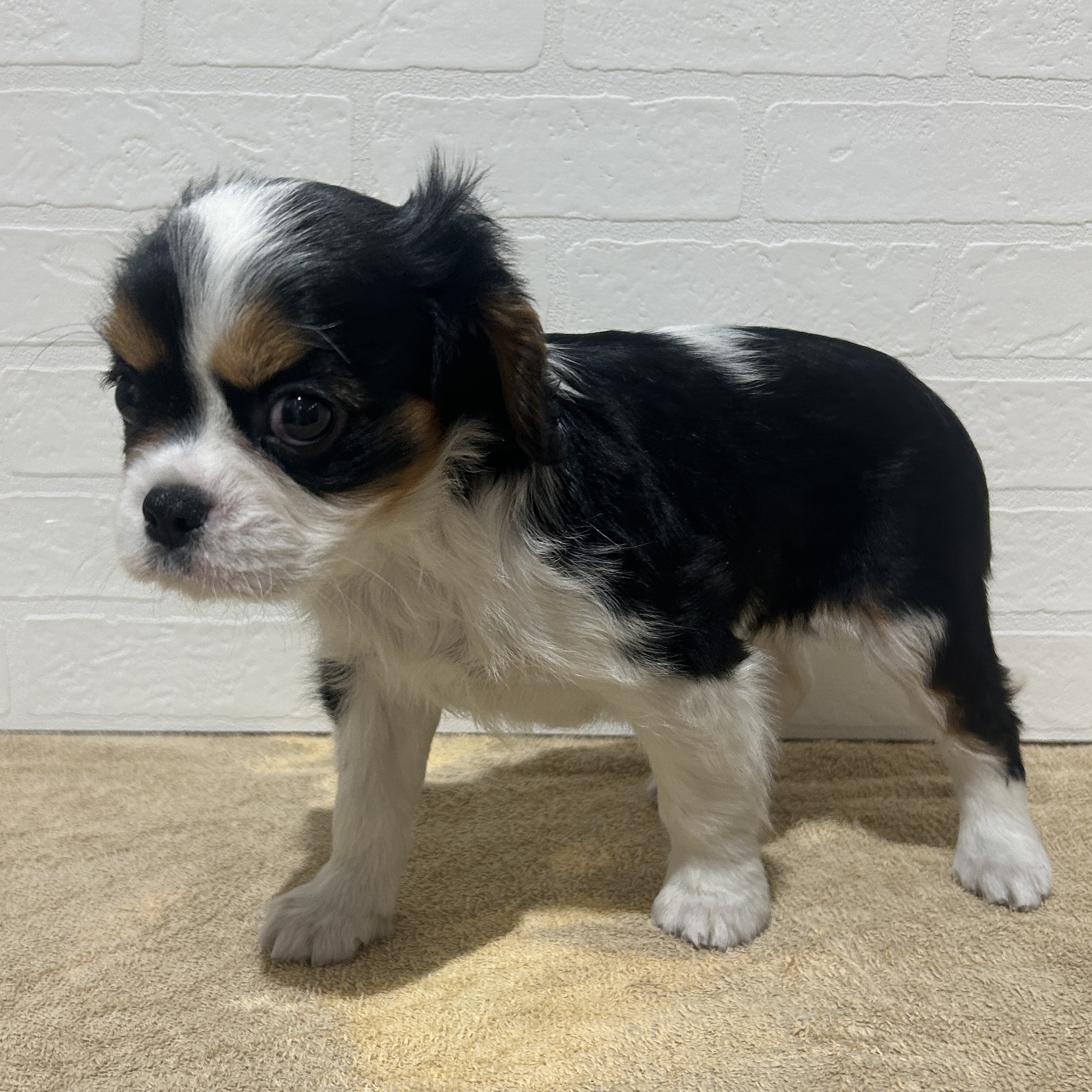 愛知県のキャバリアキングチャールズスパニエル (ペッツワン常滑店/2025年9月20日生まれ/女の子/トライカラー)の子犬の2枚目の画像