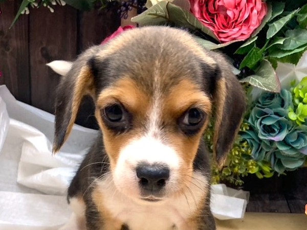 京都府のビーグル (ペッツワン木津川店/2025年9月14日生まれ/男の子/ハウンドカラー)の子犬