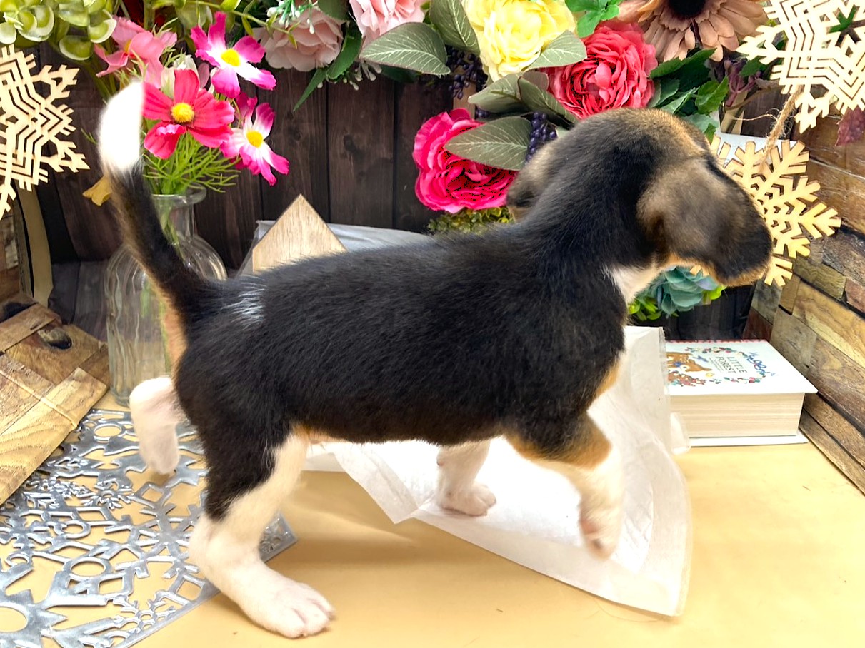 京都府のビーグル (ペッツワン木津川店/2025年9月14日生まれ/男の子/ハウンドカラー)の子犬の2枚目の画像